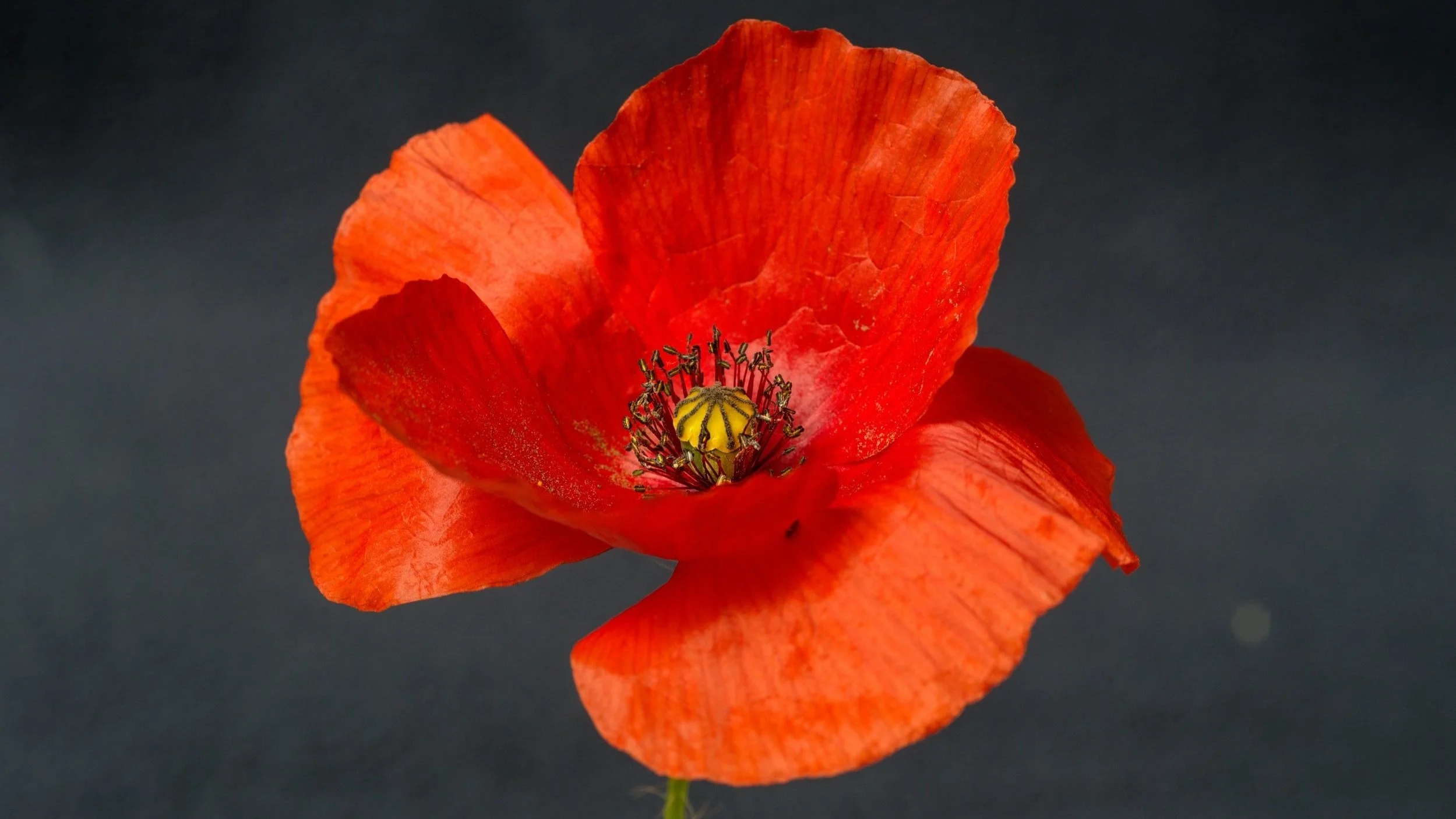 Remembrance Day: Why the Poppy is so Important