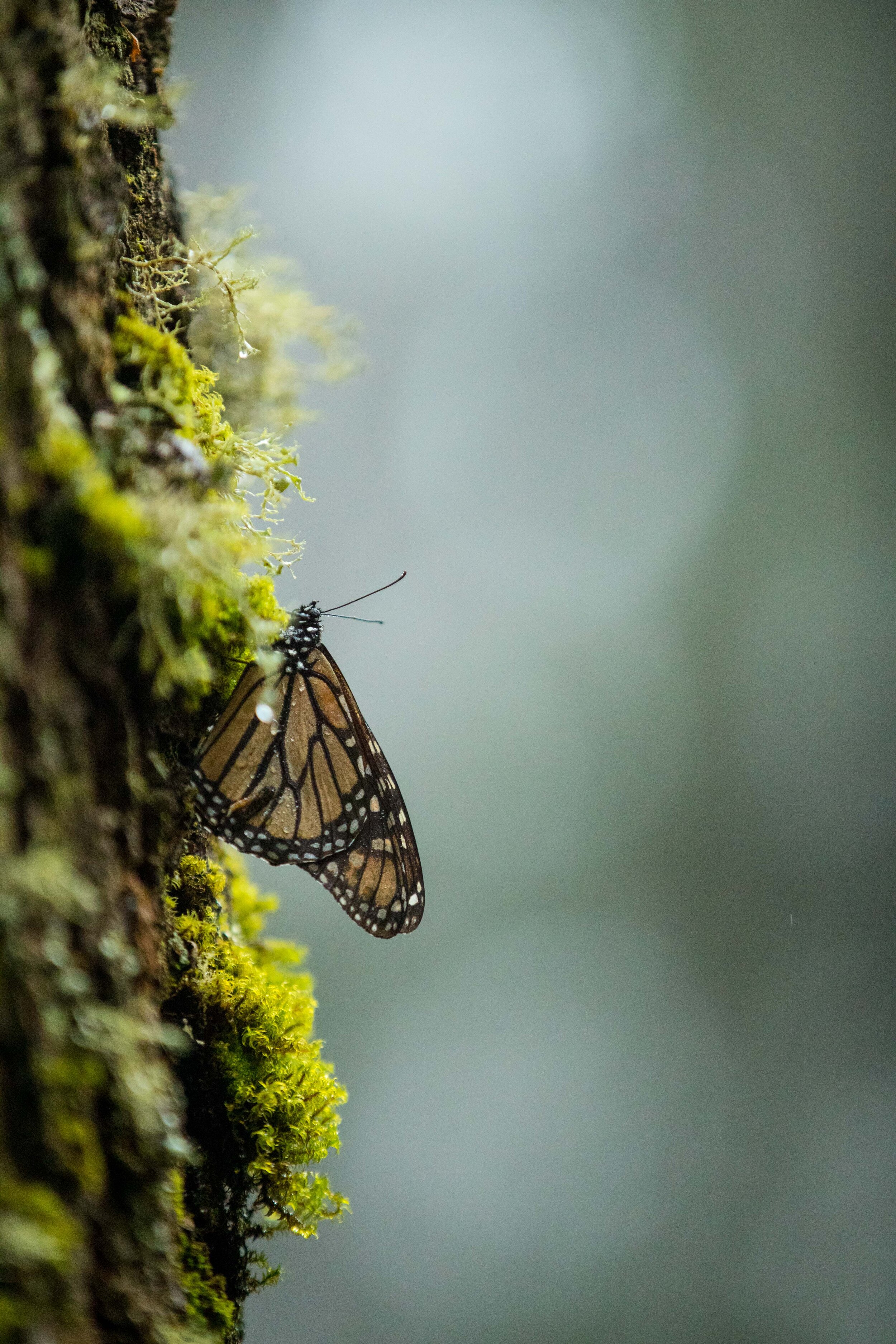 一只孤独的蝴蝶在埃尔罗萨里奥保护区Michoacán。菲尔·托雷斯