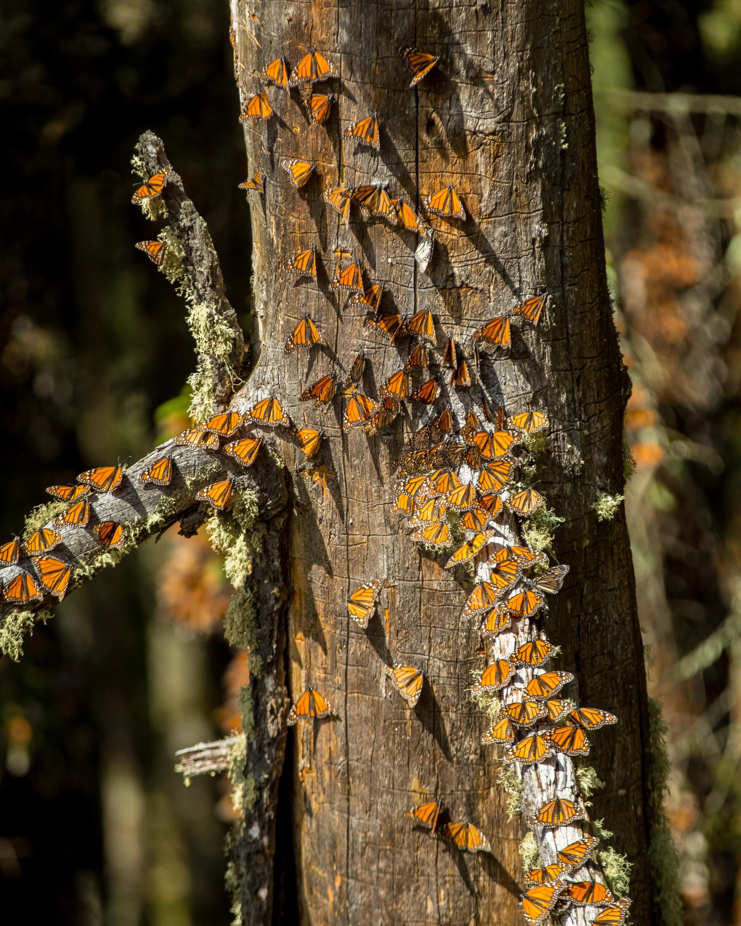 每年，蝴蝶都会在松树和山杉树的同一片森林中定居。菲尔·托雷斯
