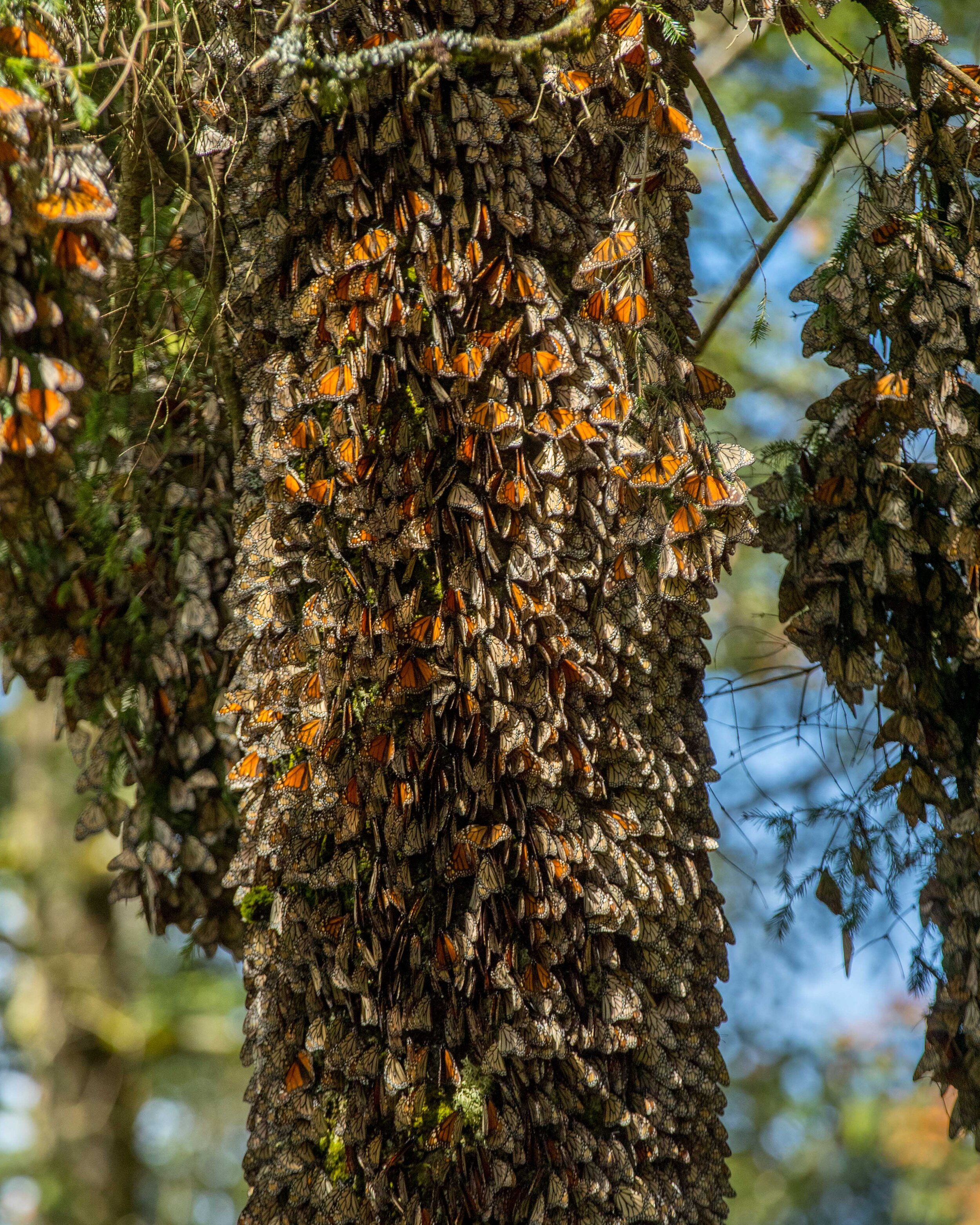 通过聚集在树上，蝴蝶创造了一种微气候。菲尔·托雷斯