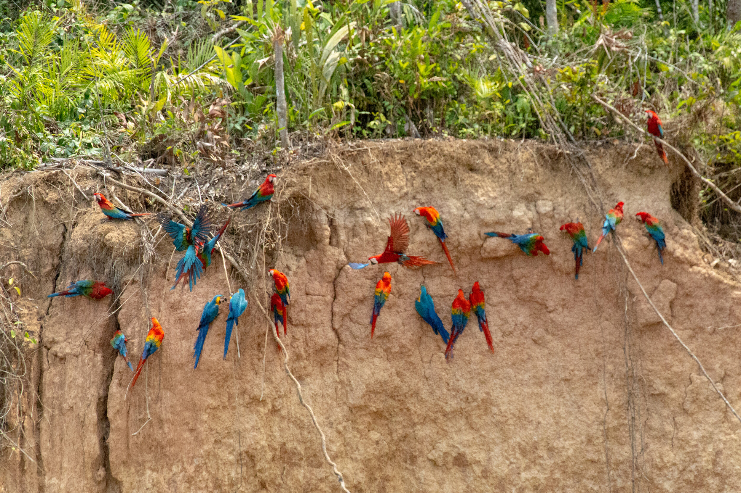 金刚鹦鹉聚集在collpa吃粘土，这是它们饮食中钠的重要来源。