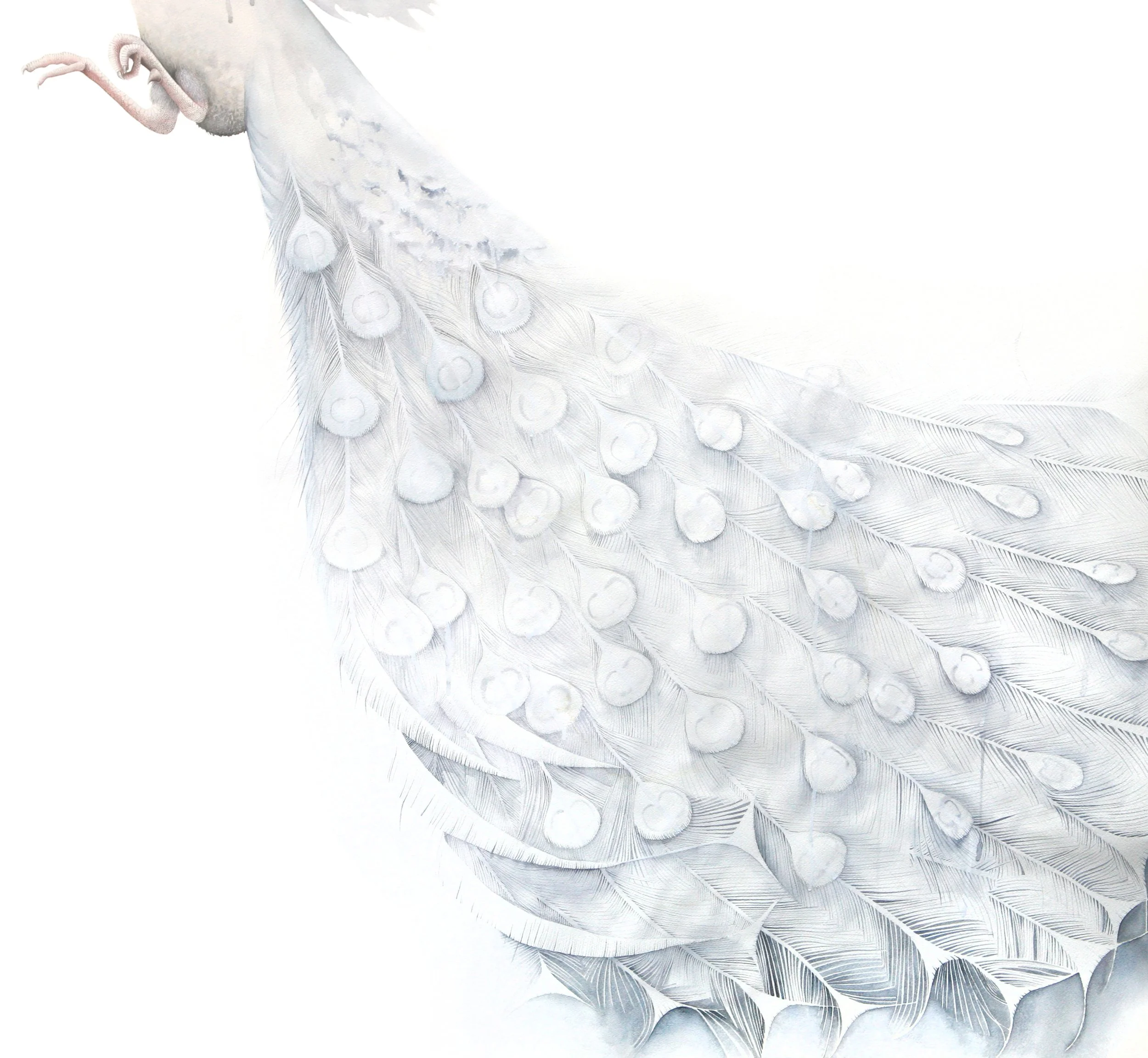 AlbinoPeacockDetail2.jpg