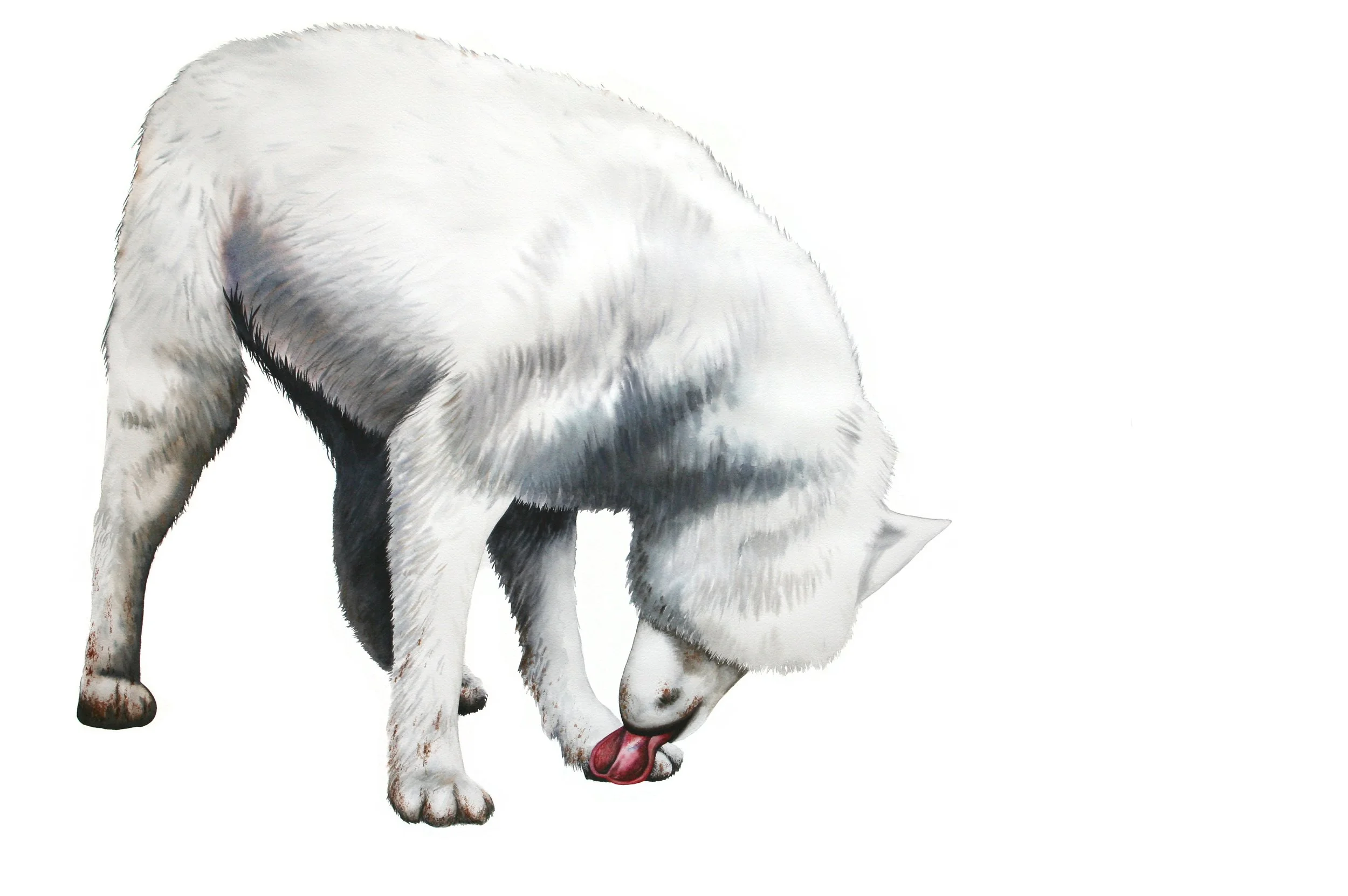  White Wolf 6