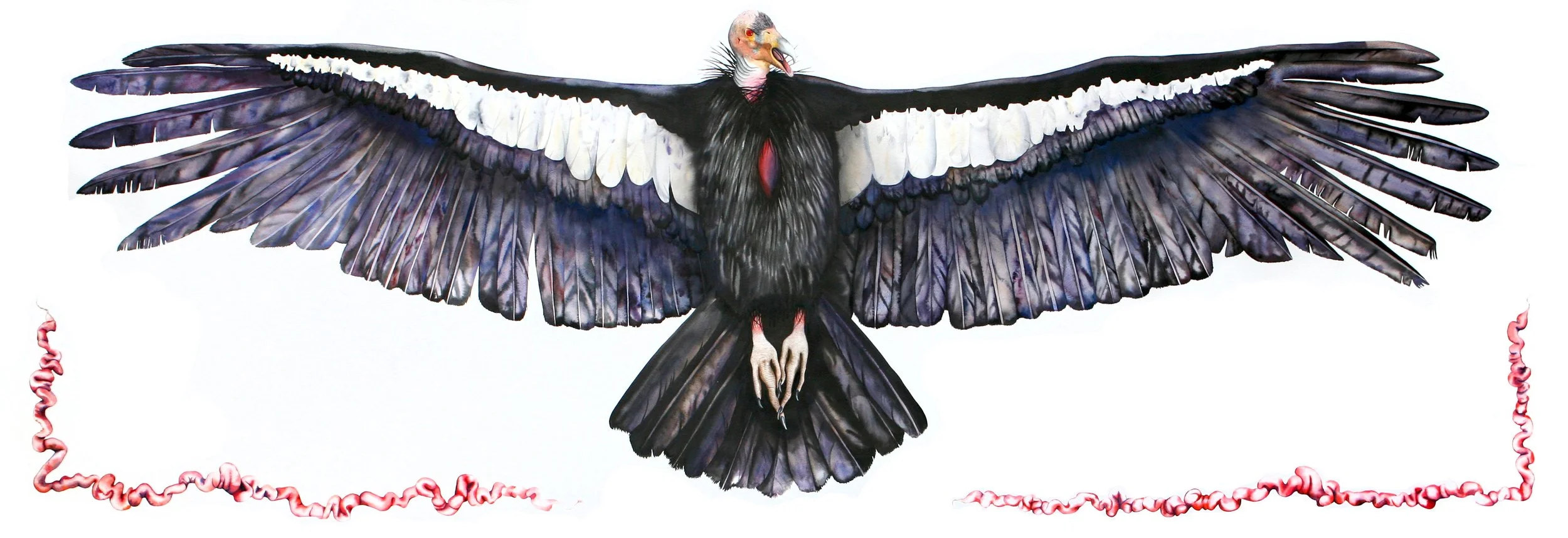 AMaletz_CaliforniaCondor.jpg