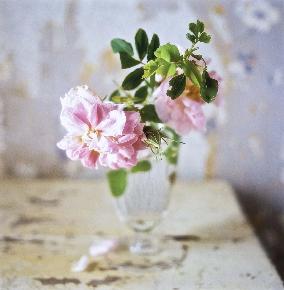 CL Valatia Roses.jpg