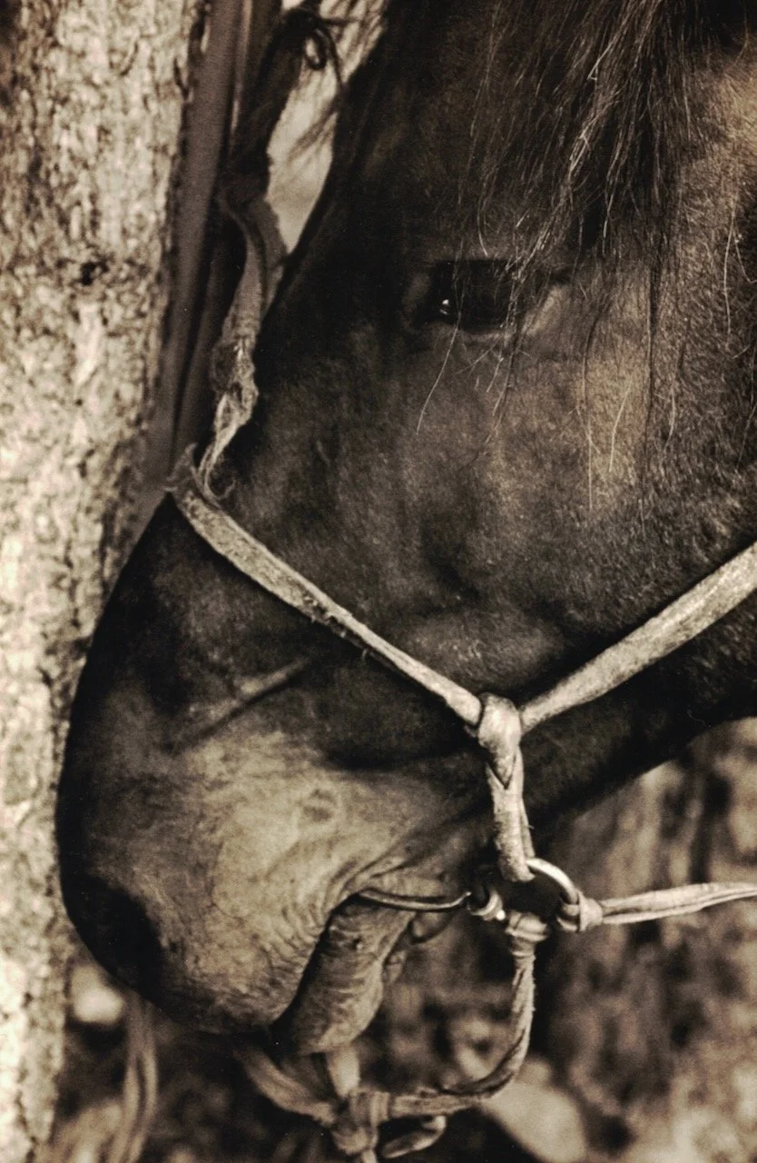 Mongolian Horse.jpeg