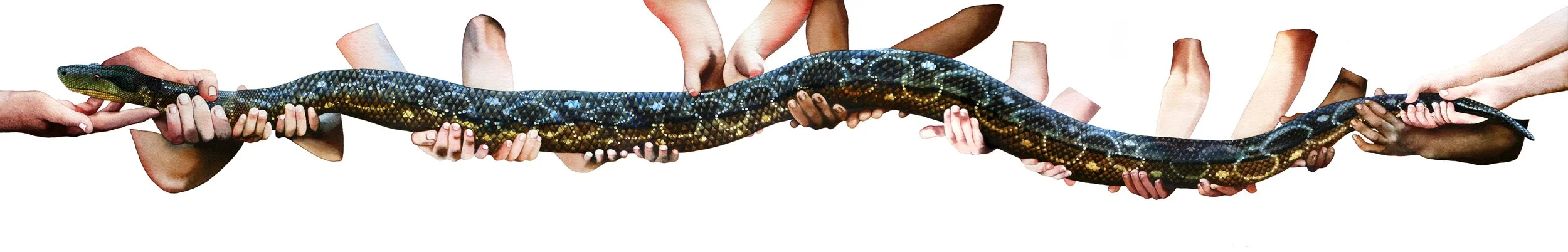 Boa Constrictor