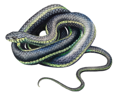  Garder Snake