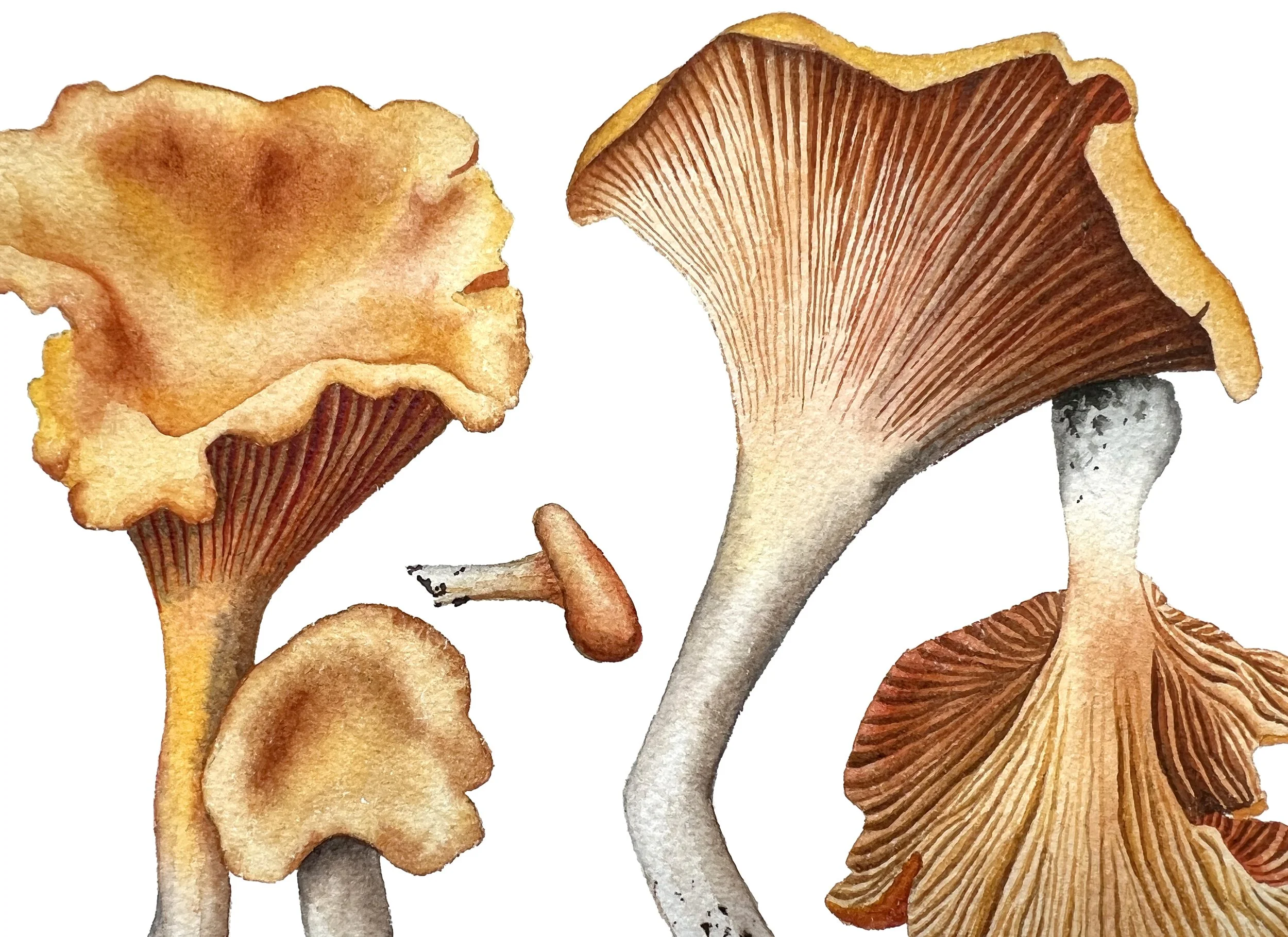 AMaletz_ChanterelleDetail.jpg