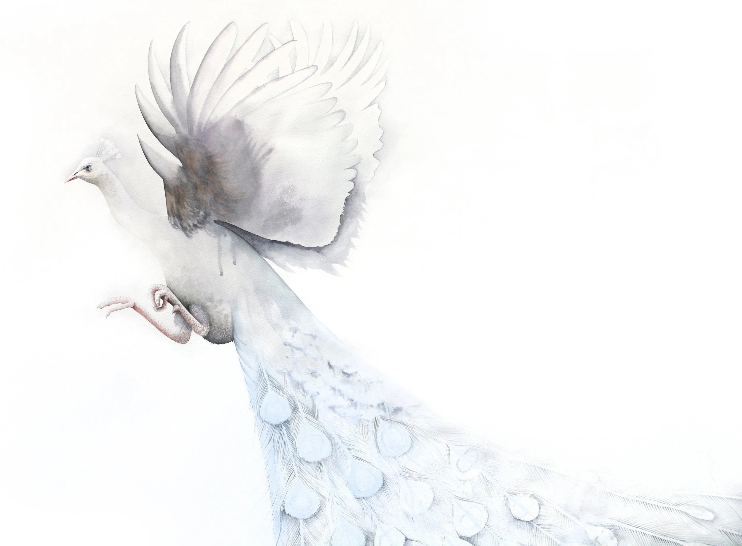 AlbinoPeacockDetail.jpg
