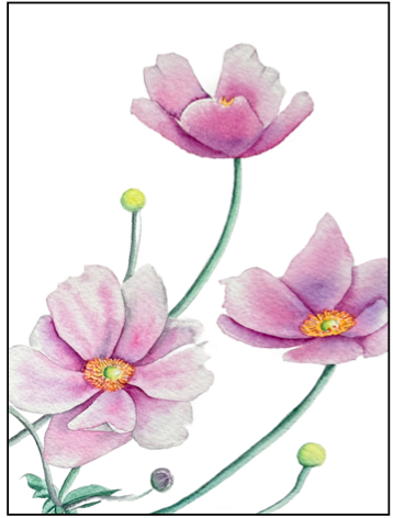 Japanese Anemone 