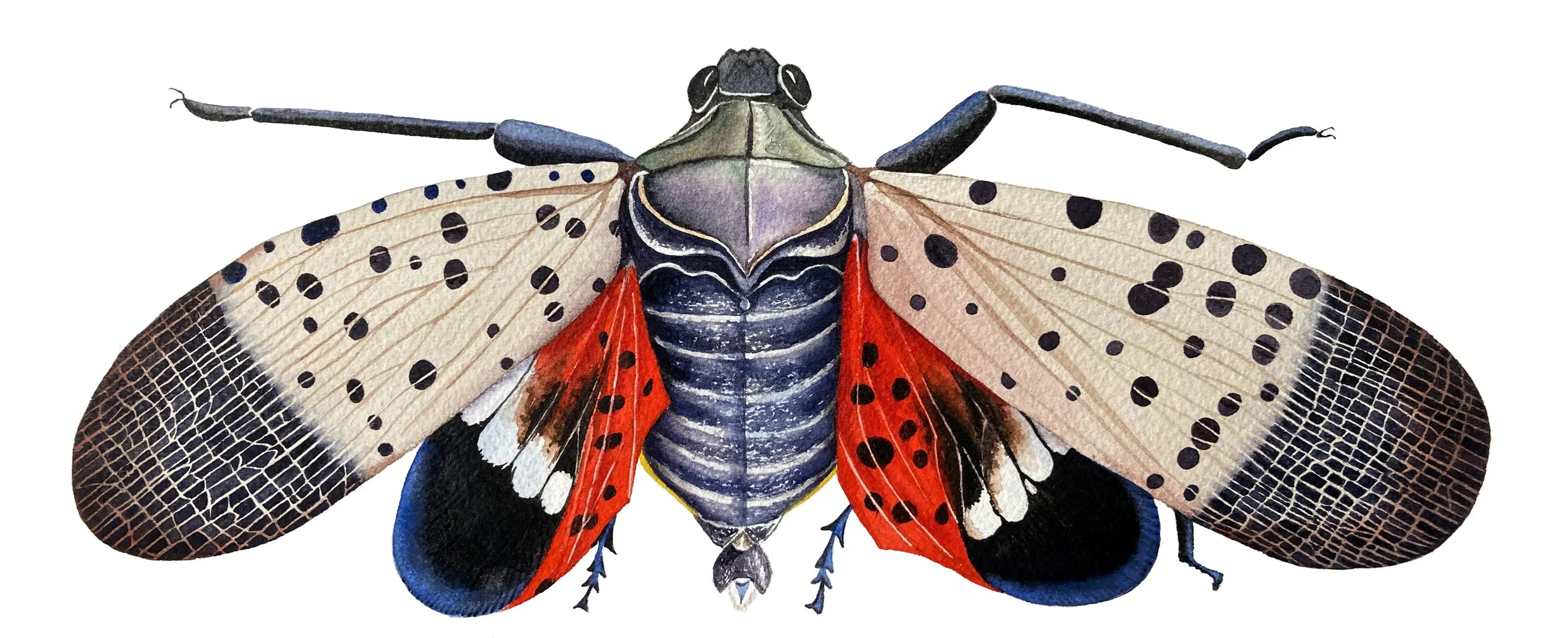 AMaletz_SpottedLanternFly.jpg