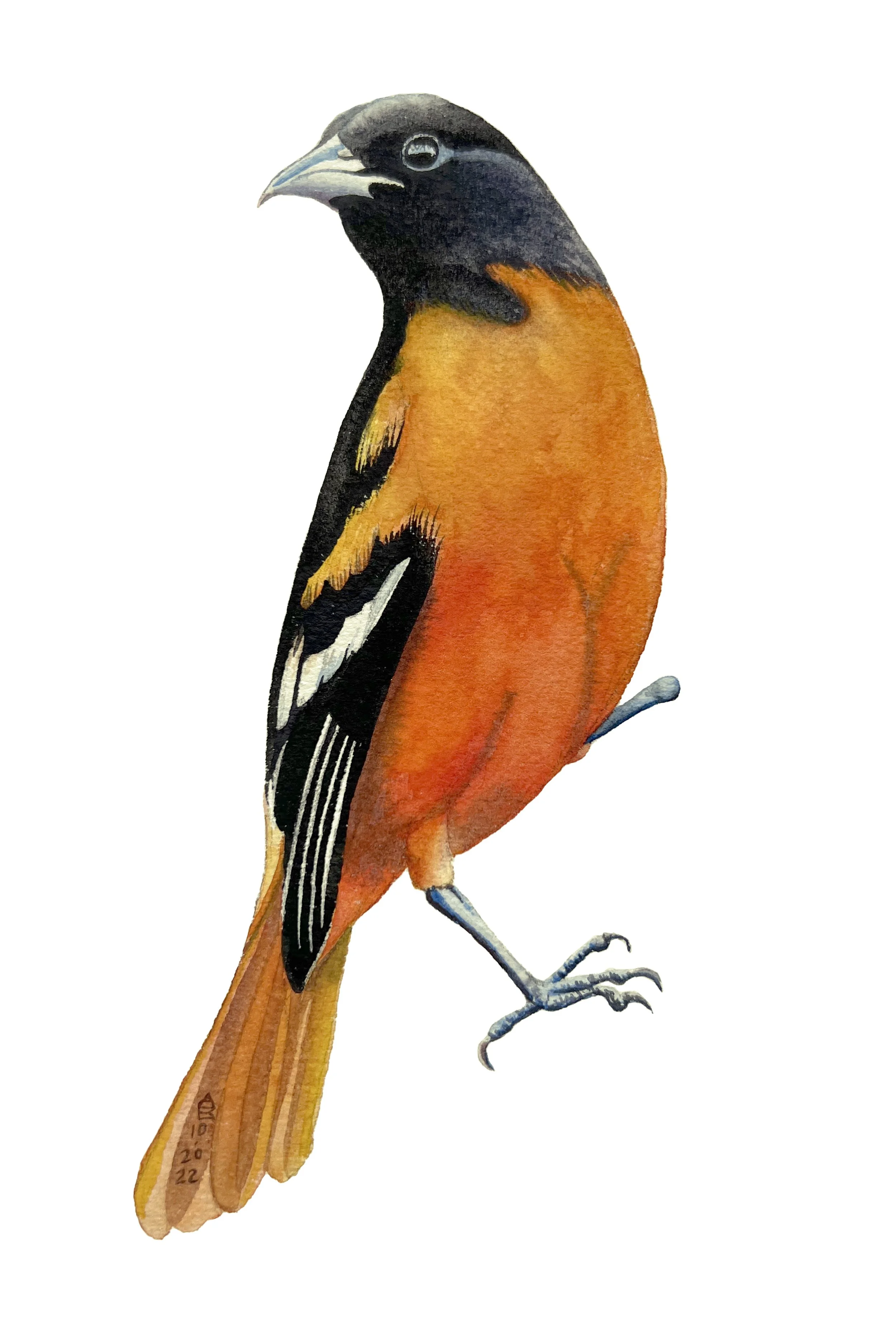    Oriole