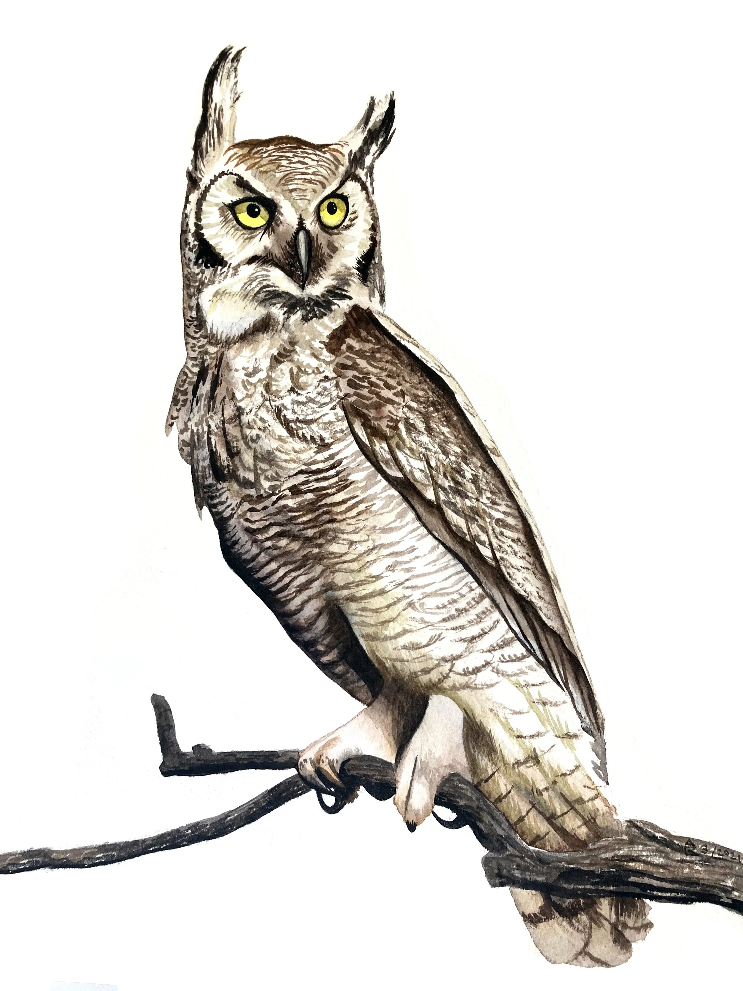     Owl