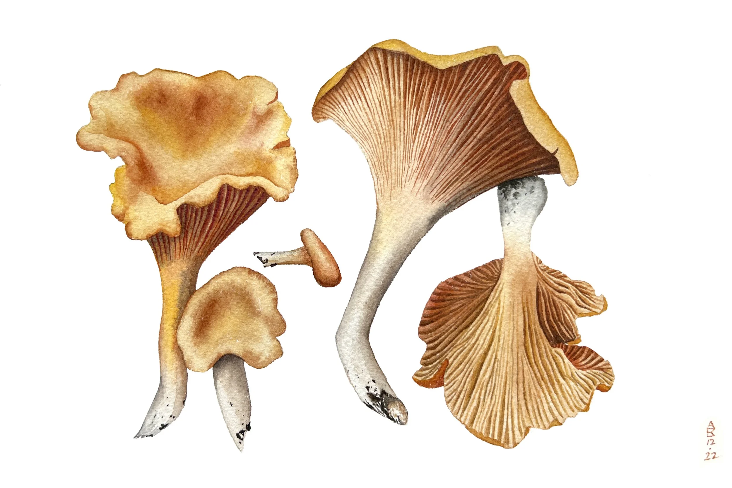Chanterelle