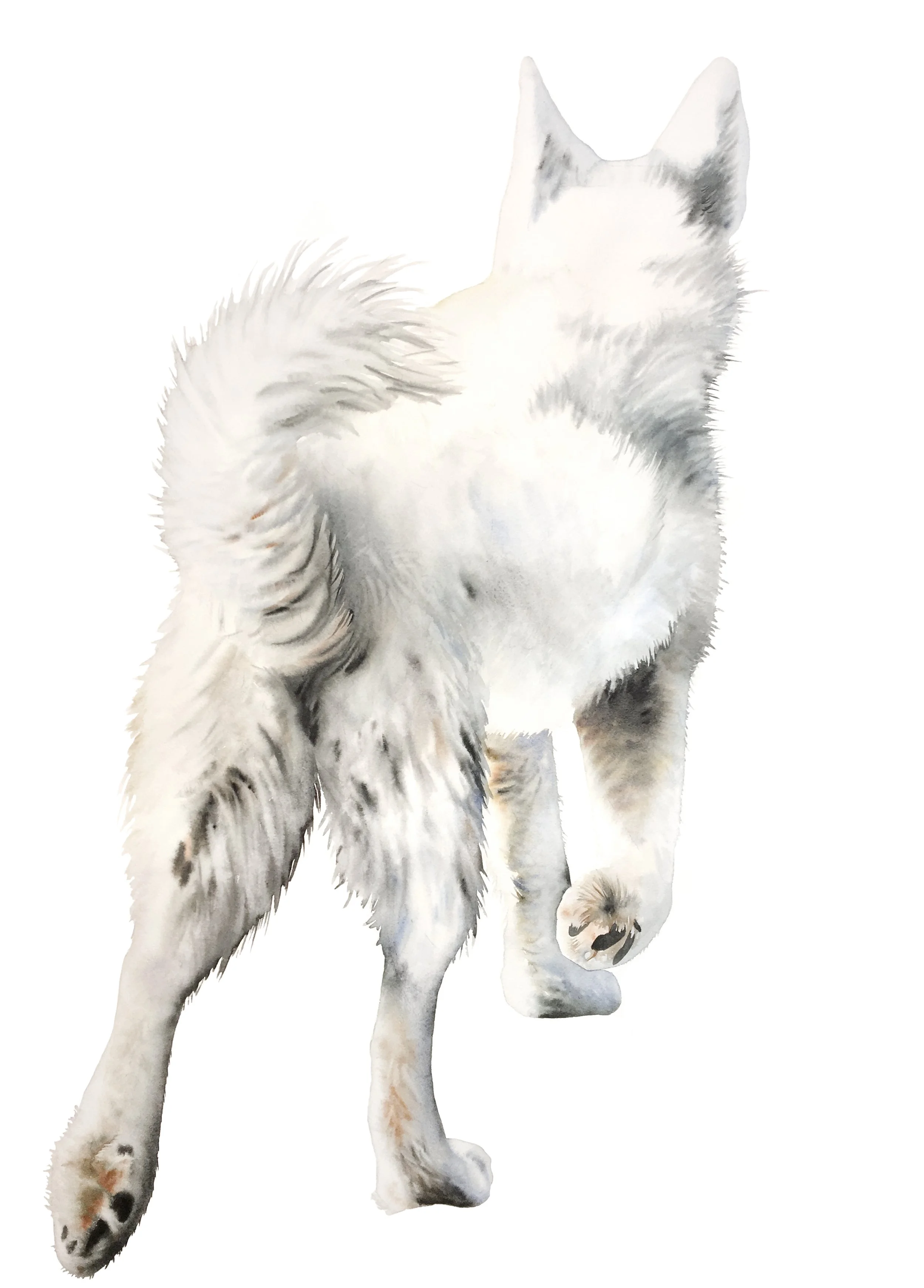  White Wolf 2