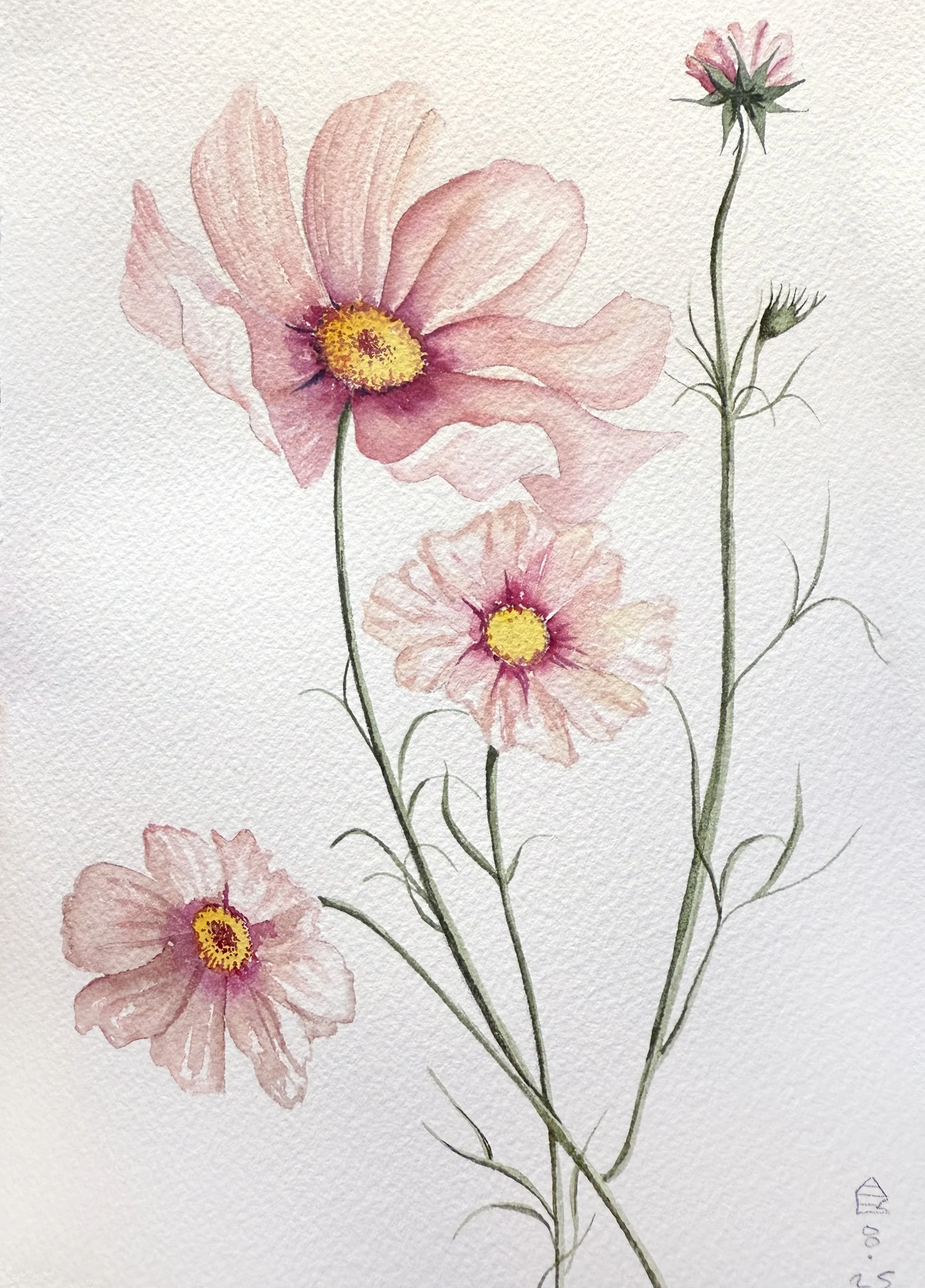 Cosmos
