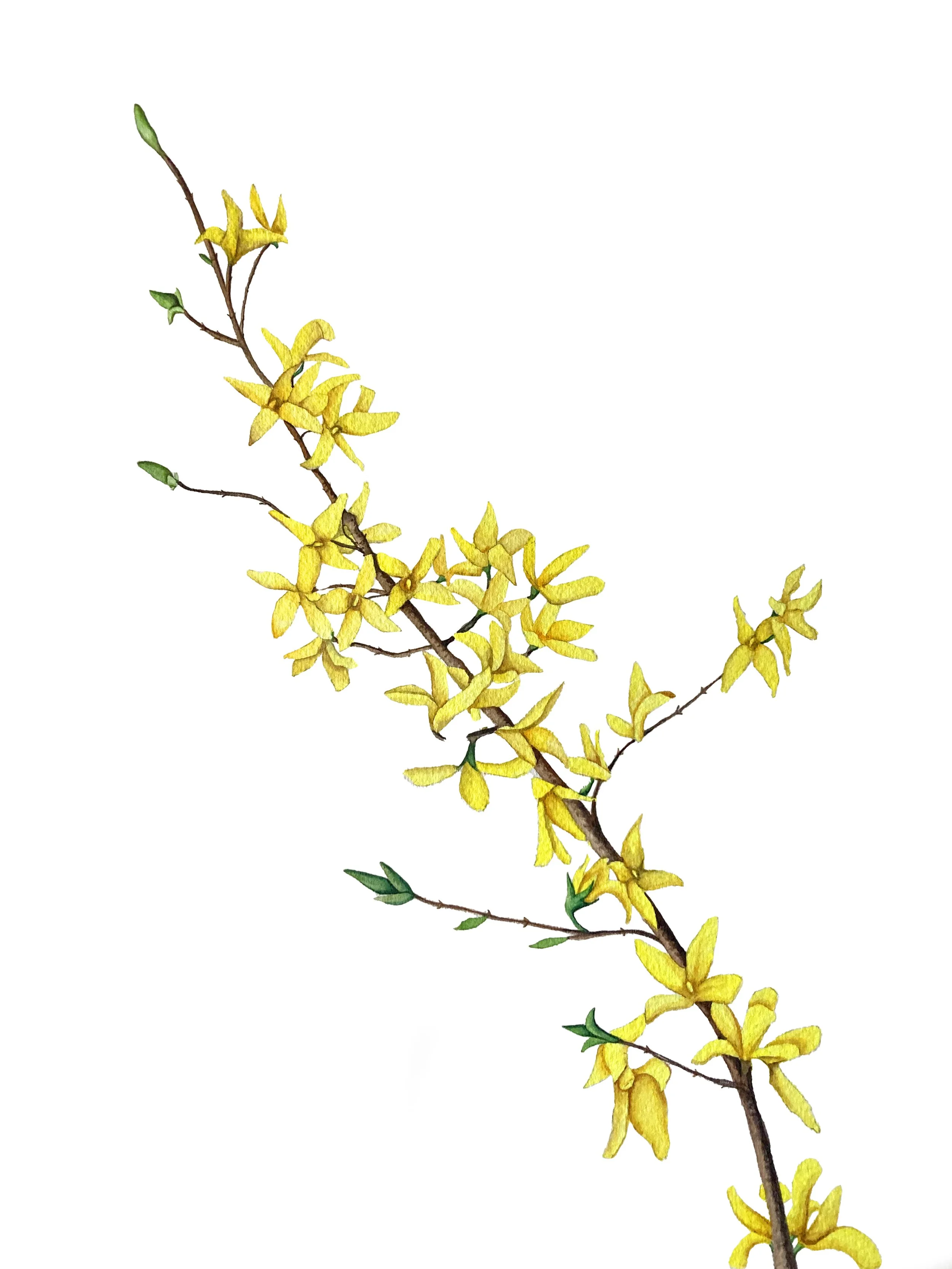 Forsythia 