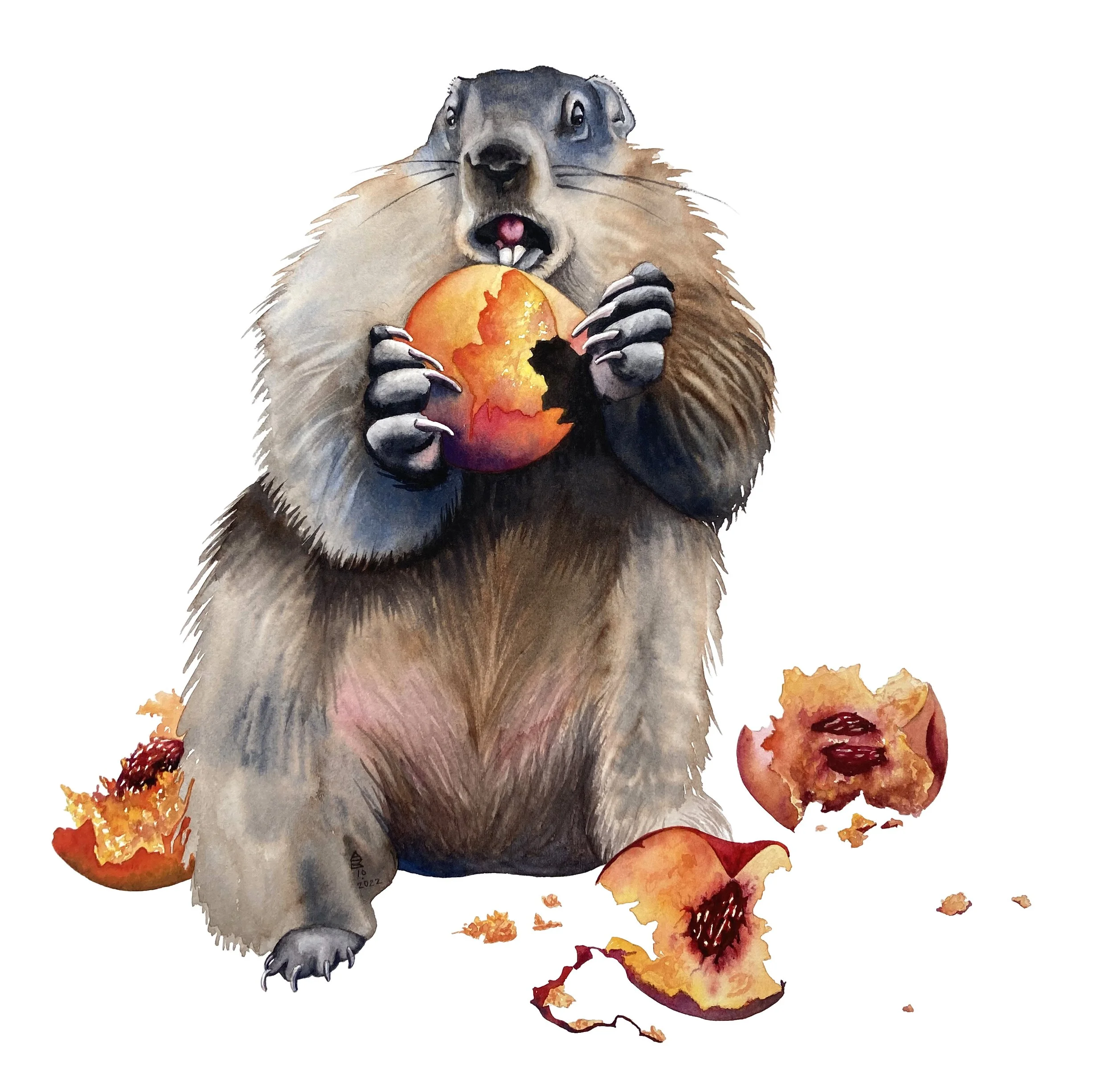   Groundhog