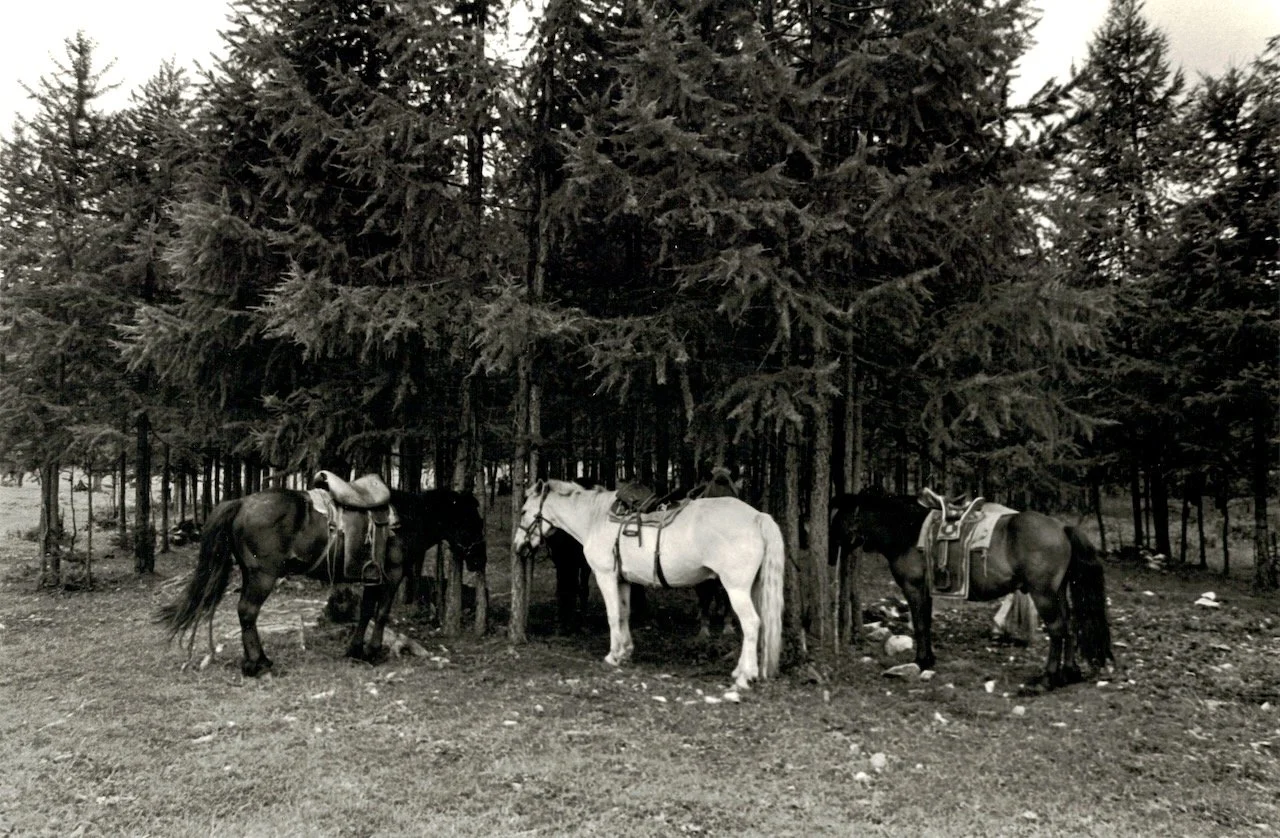 Mongolian Horses.jpeg
