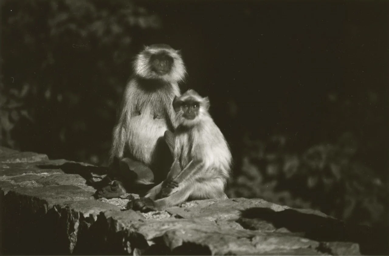 IIndia Rajasthan Monkeys.jpeg