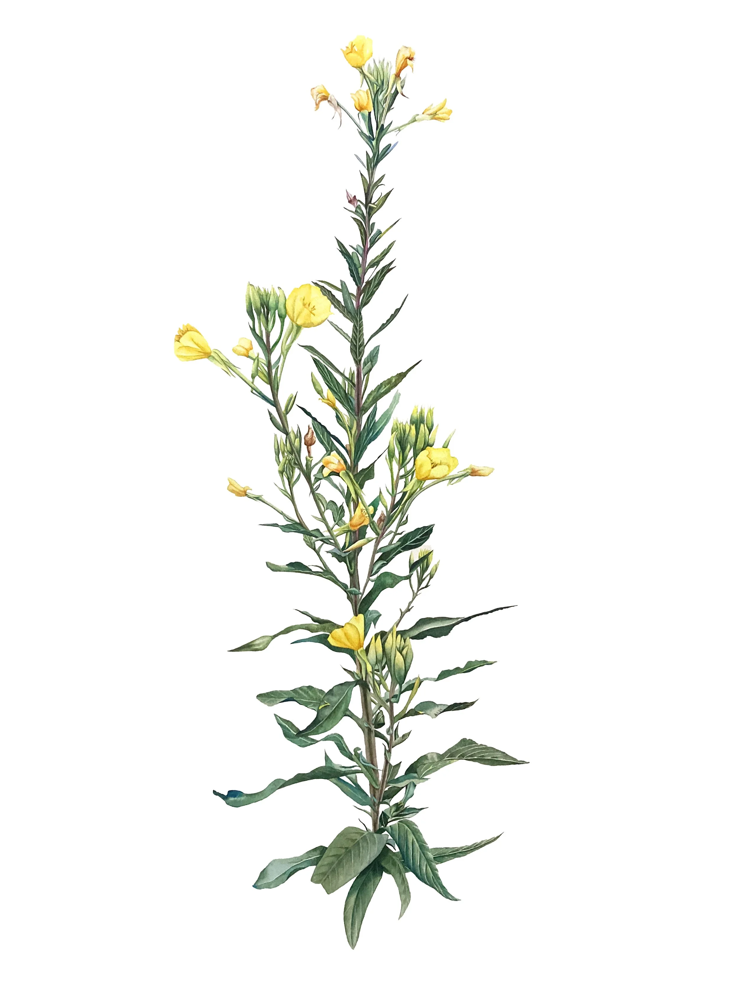 Evening Primrose