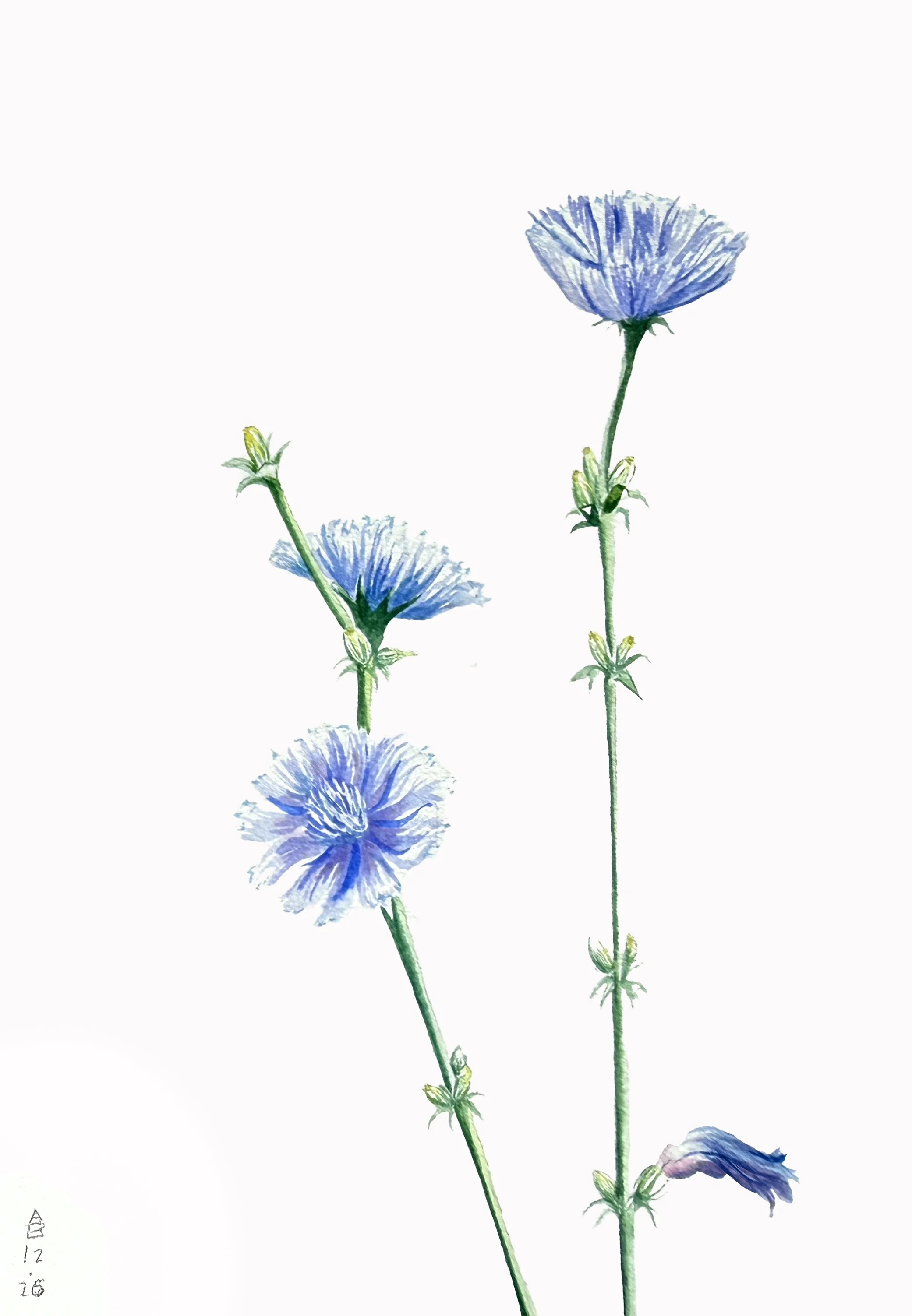  Chicory
