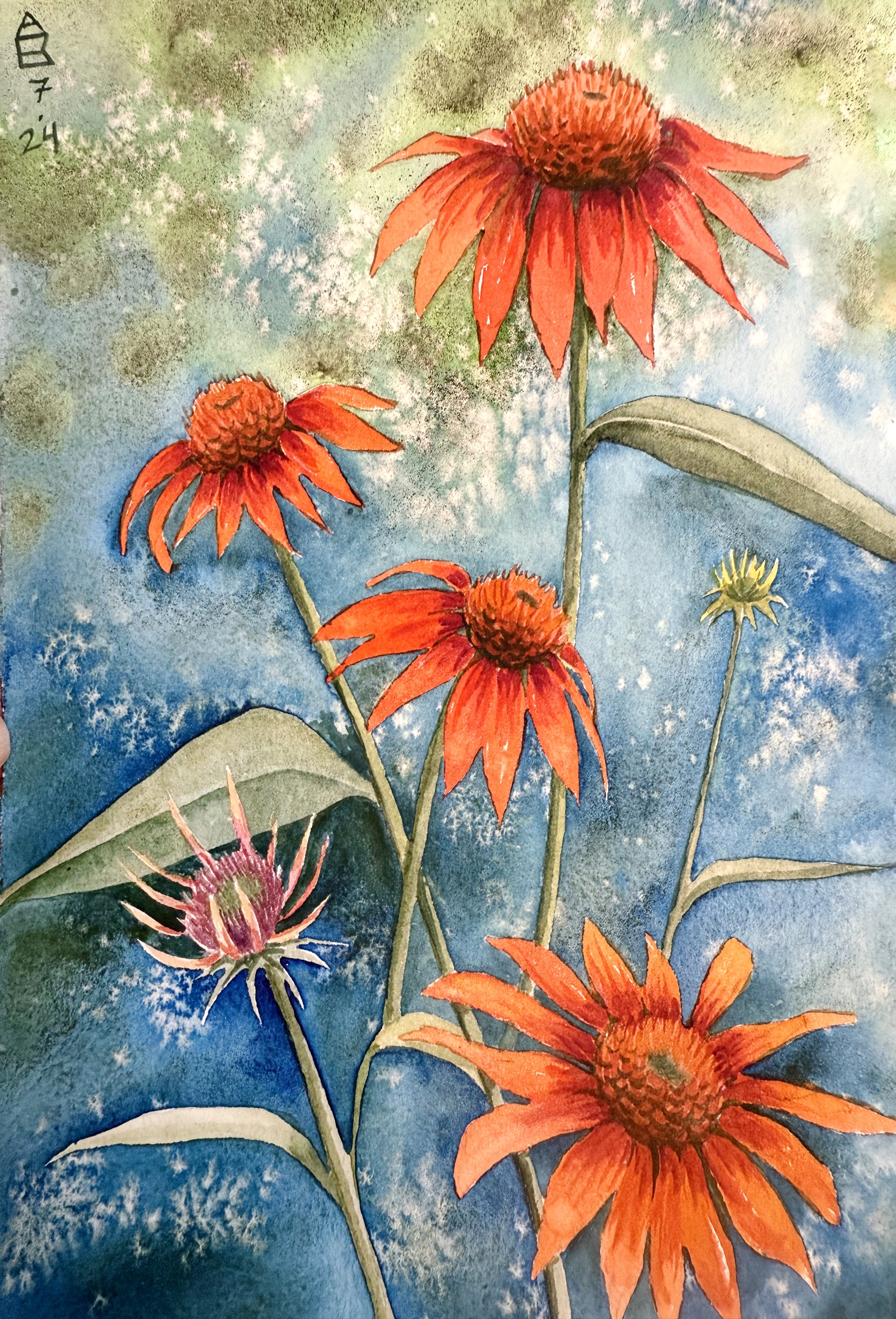 Cone Flowers