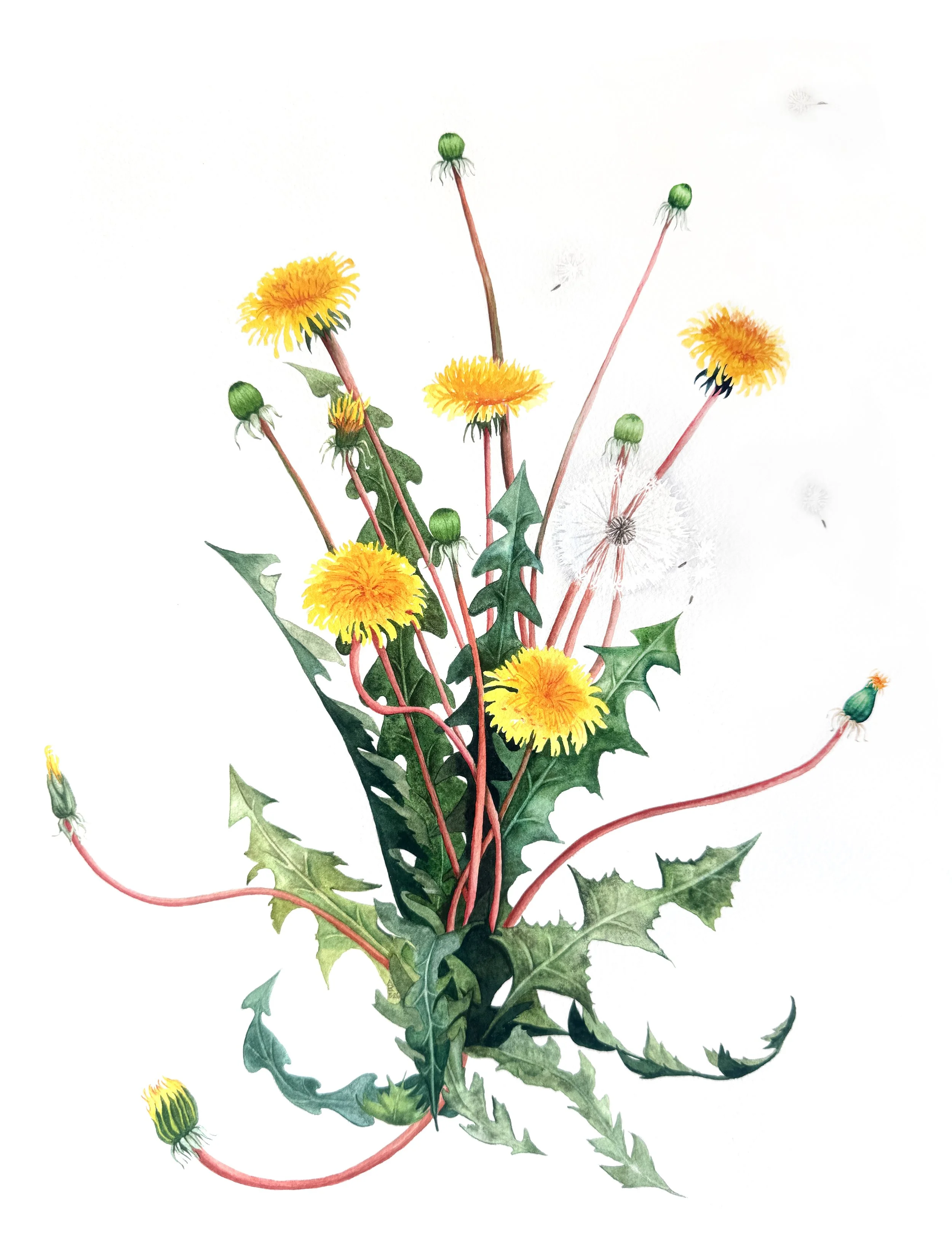 Dandelion