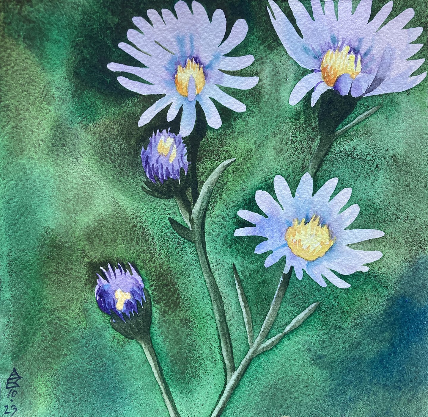 Aster
