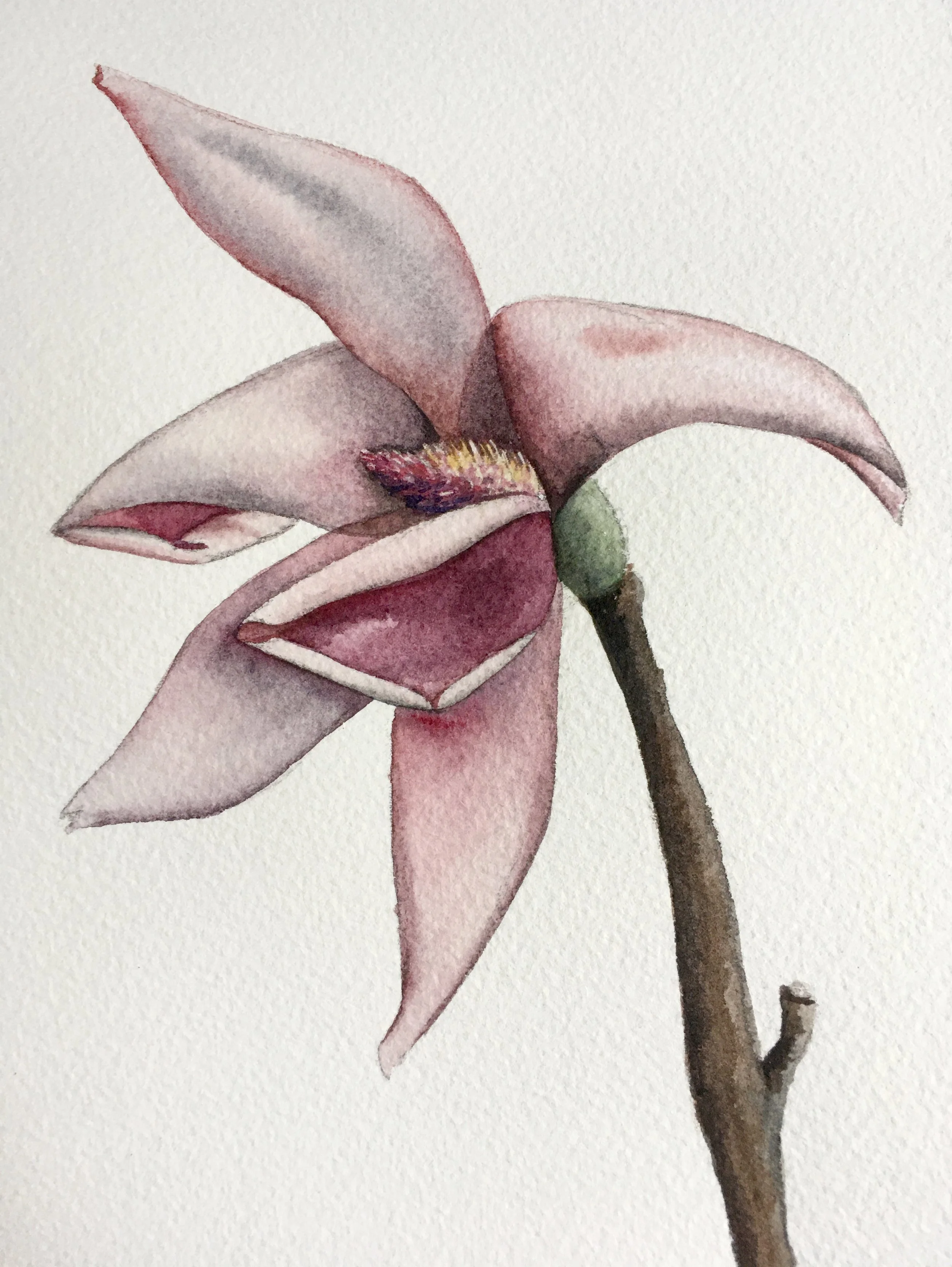 Magnolia