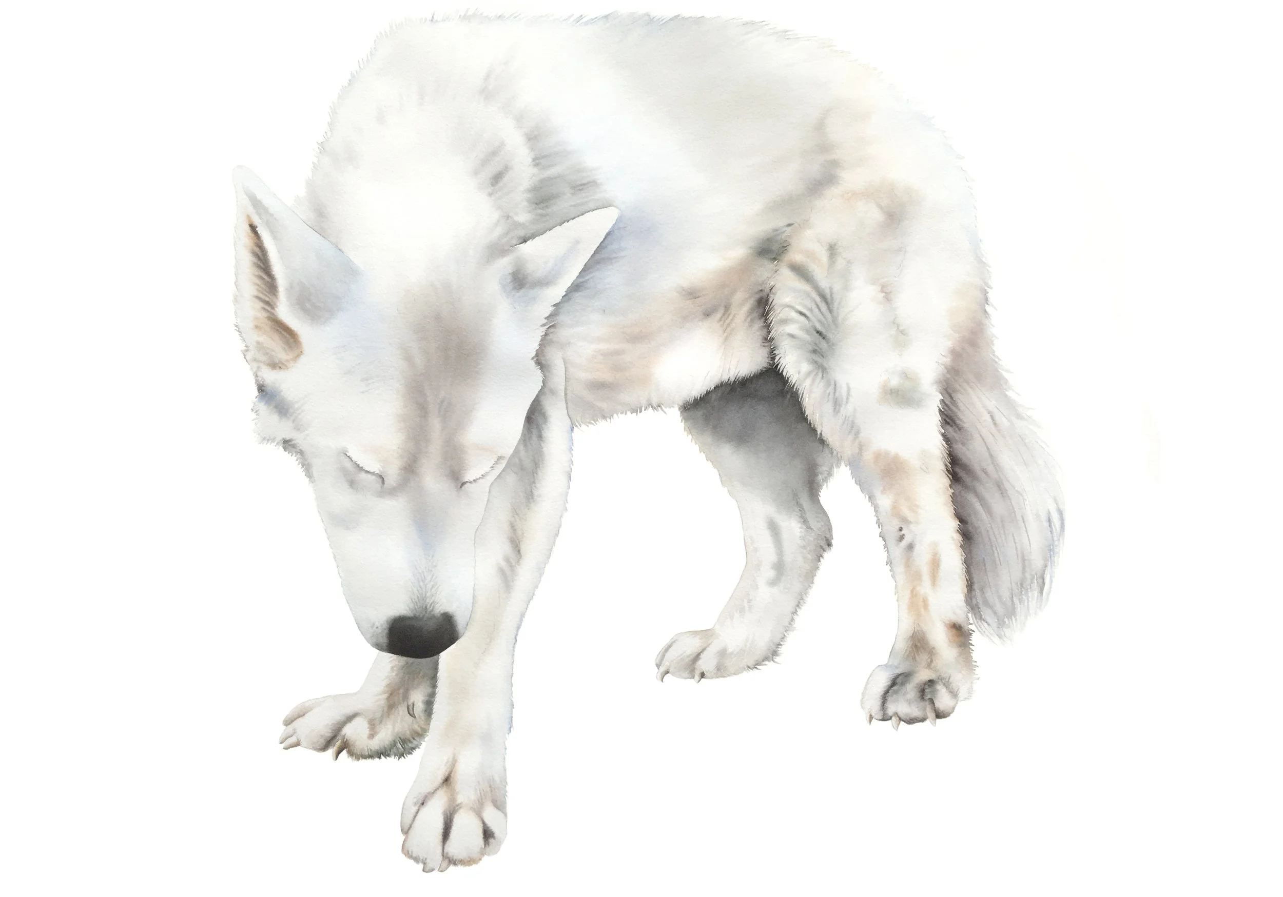 White Wolf 1 