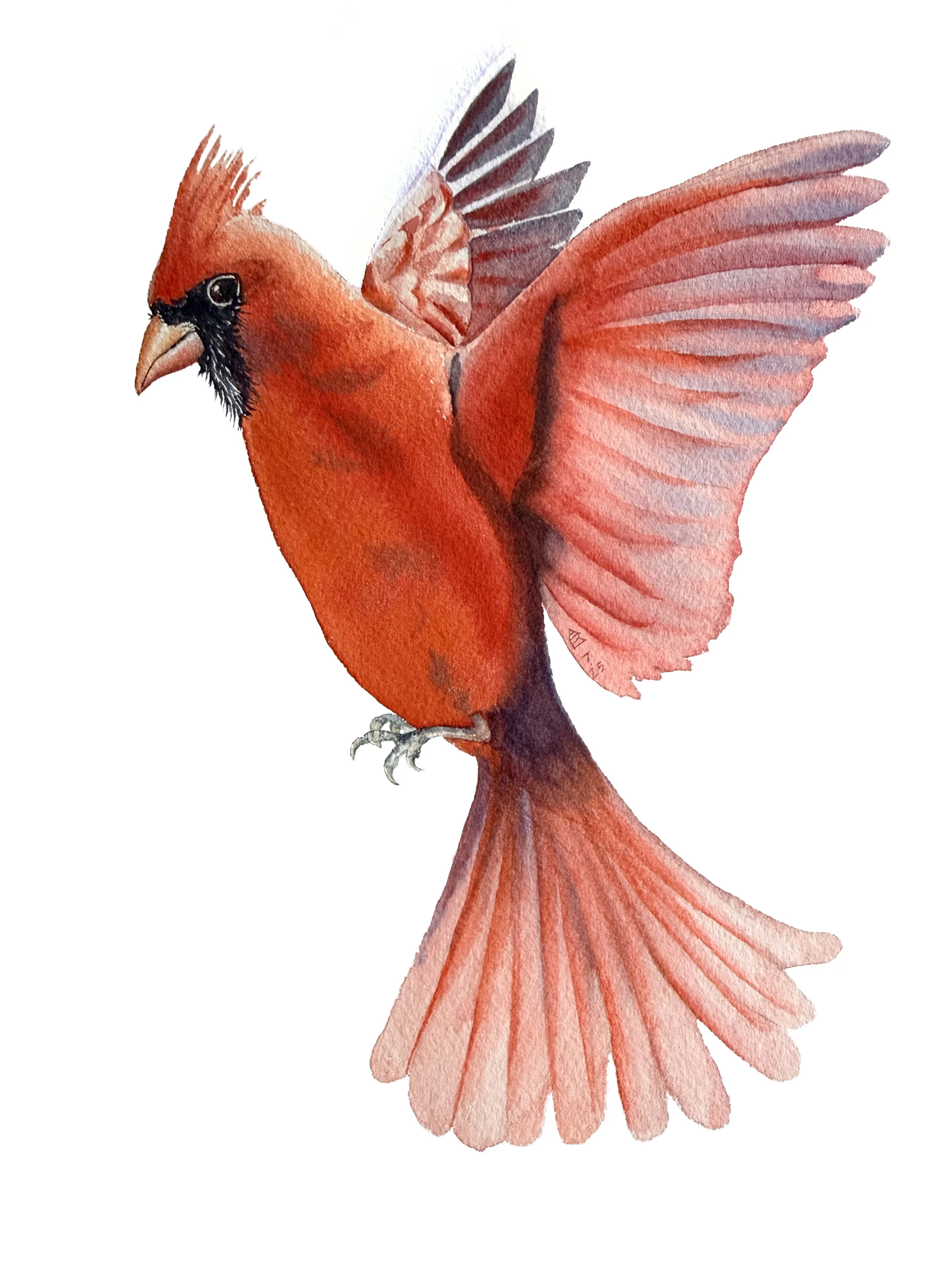   Northern Cardinal 