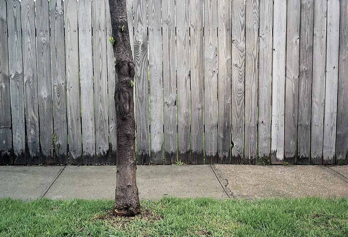 Fence W_ tree.jpg