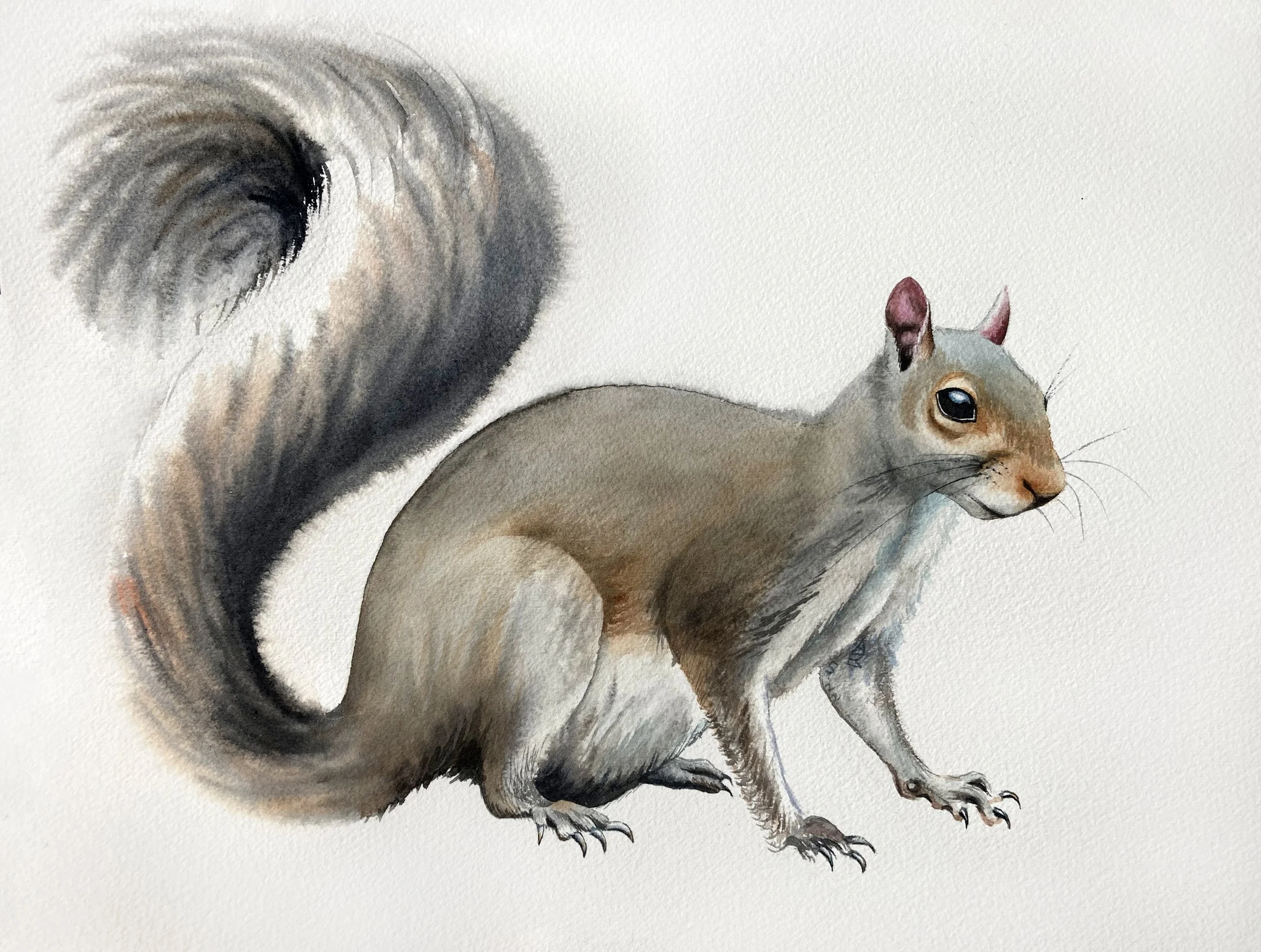 Squirrel