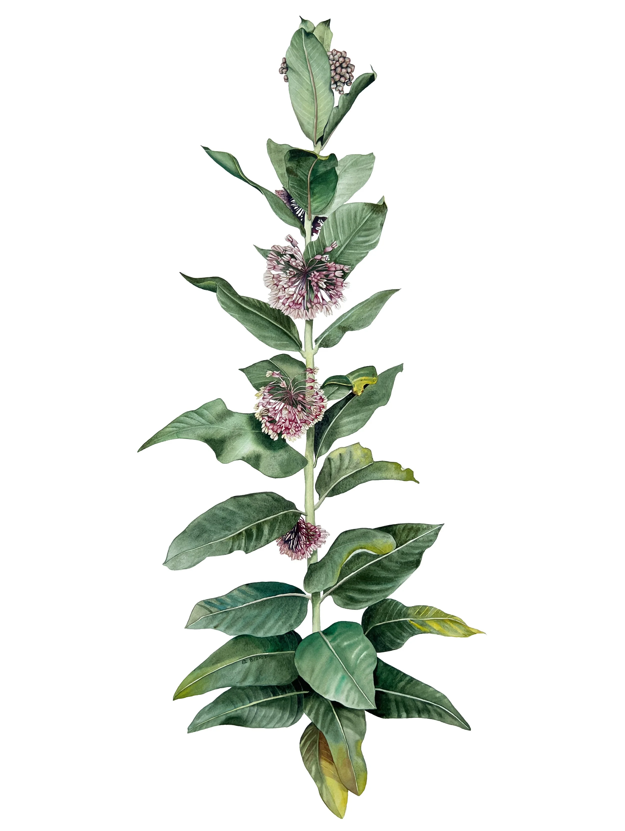 Milkweed 