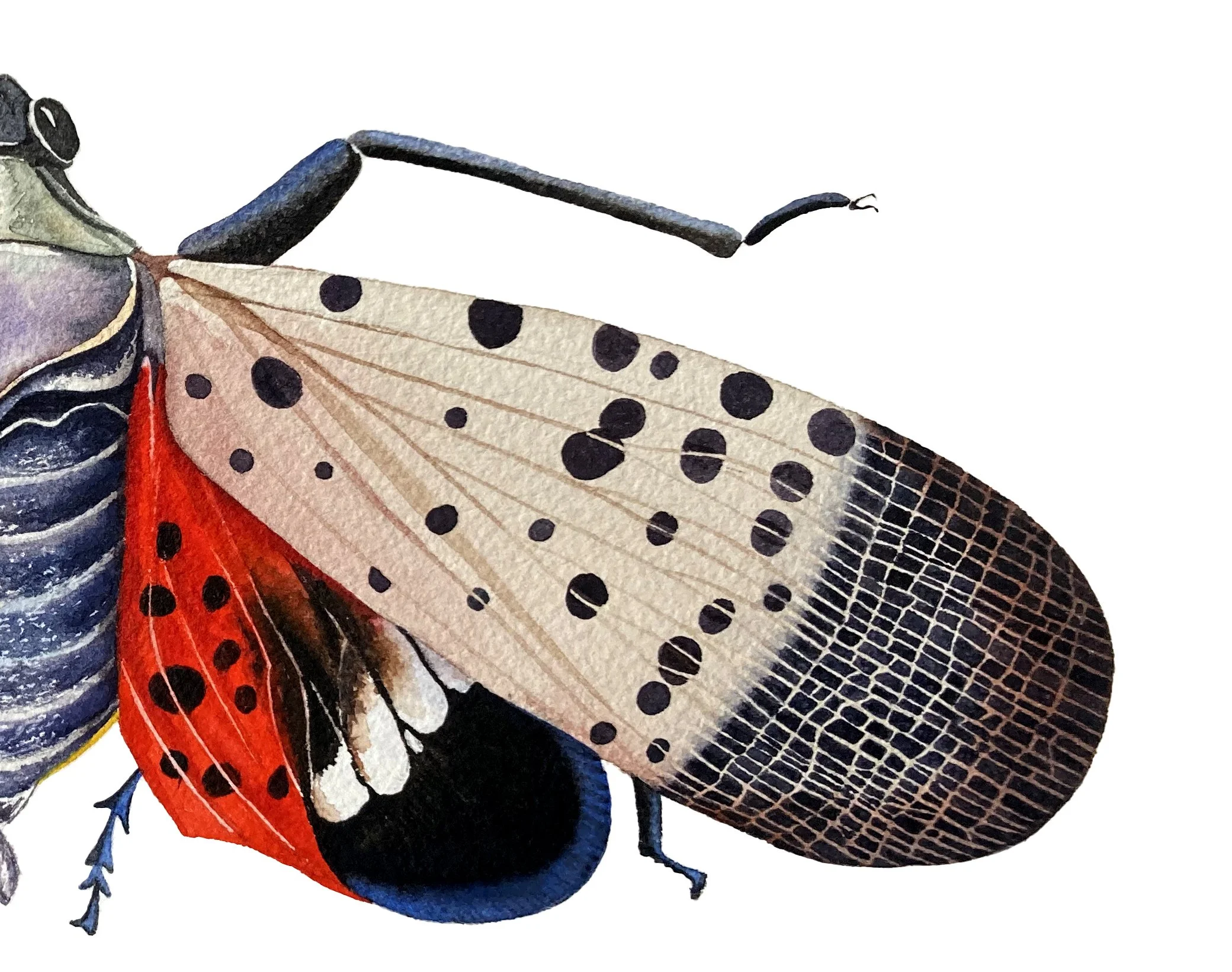 AMaletz_SpottedLanternFlyRight.jpg
