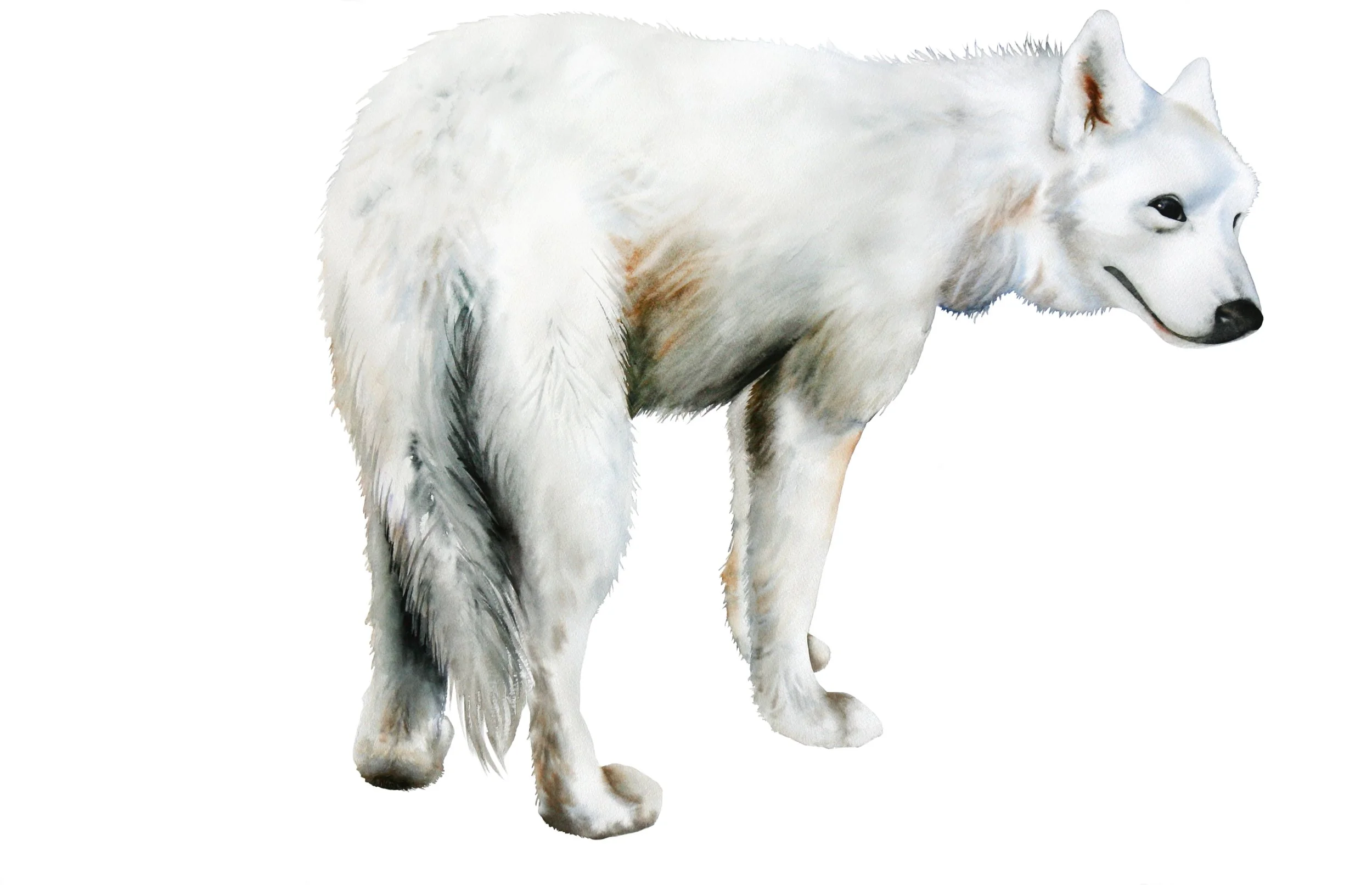  White Wolf 3