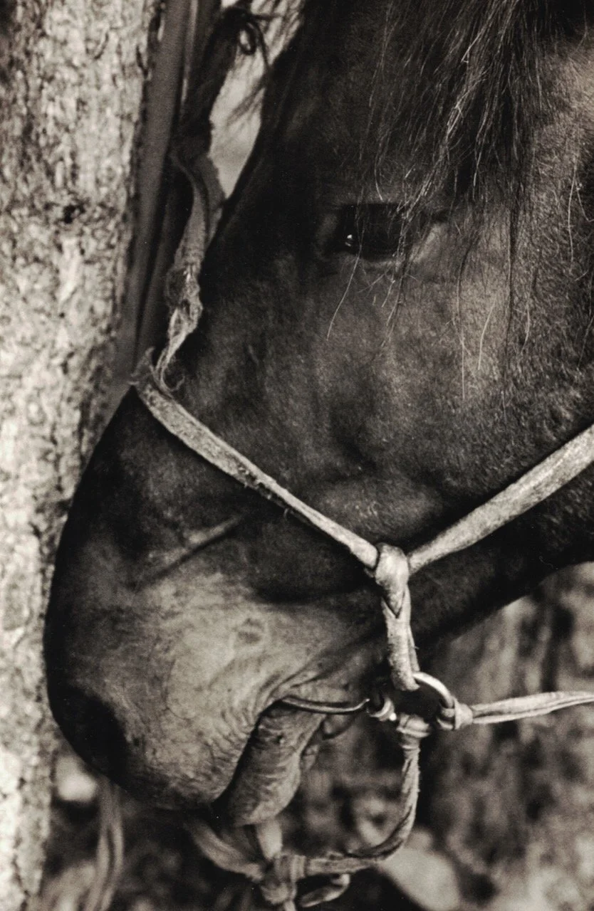 Mongolian Horse.jpeg