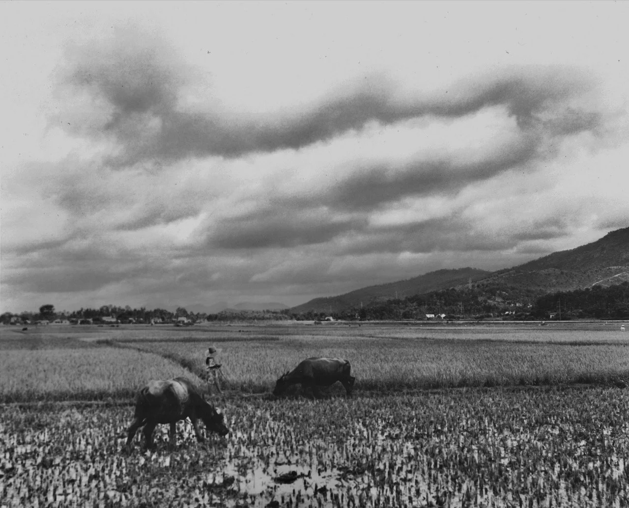 Vietnam Rice Field.jpeg