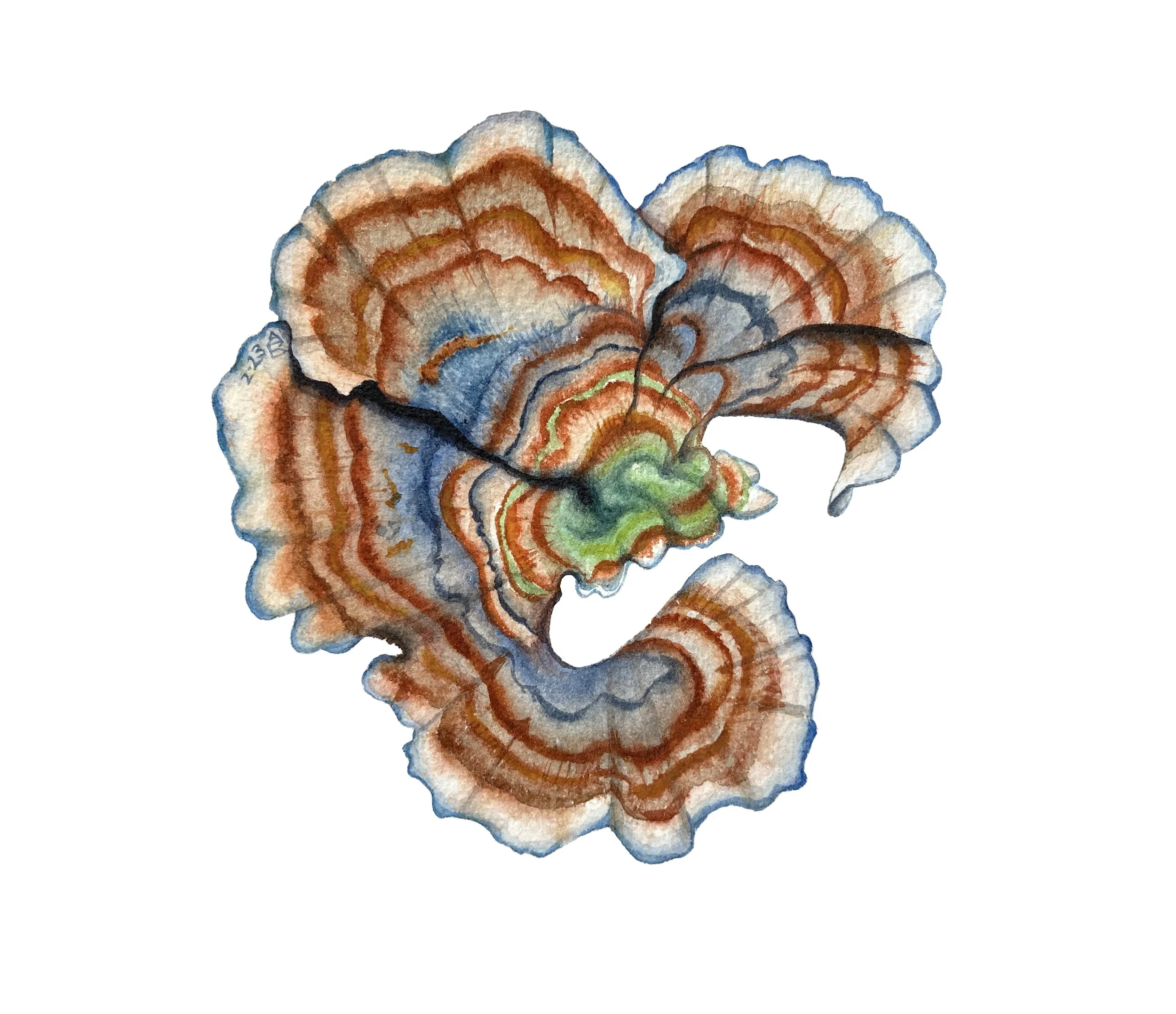 Turkey Tail