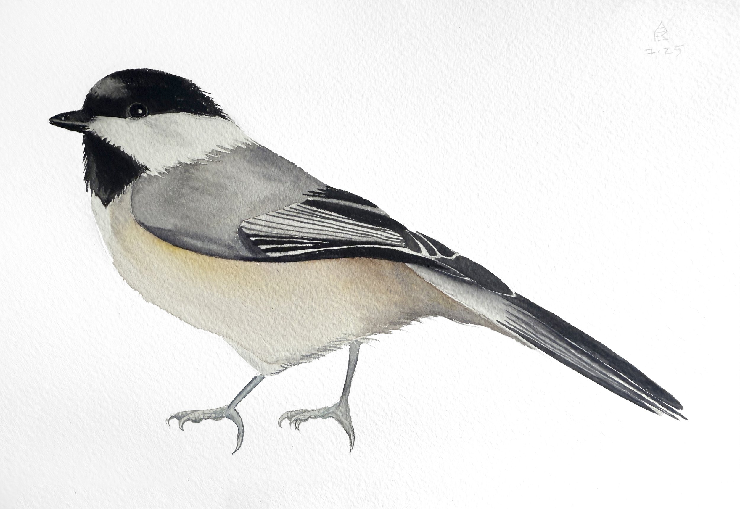  Black-Capped Chickadee