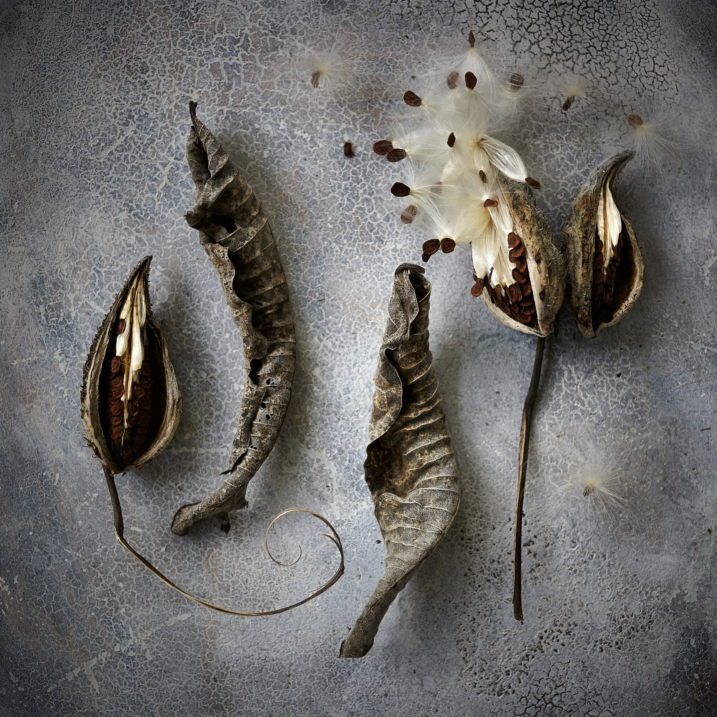 6-16_10_3 elephant finds2675.jpg