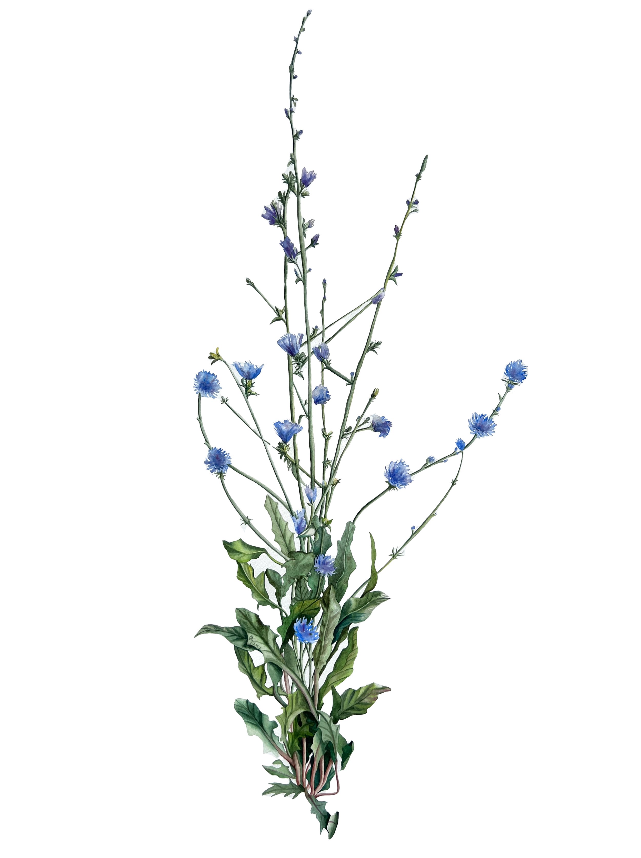 Chicory