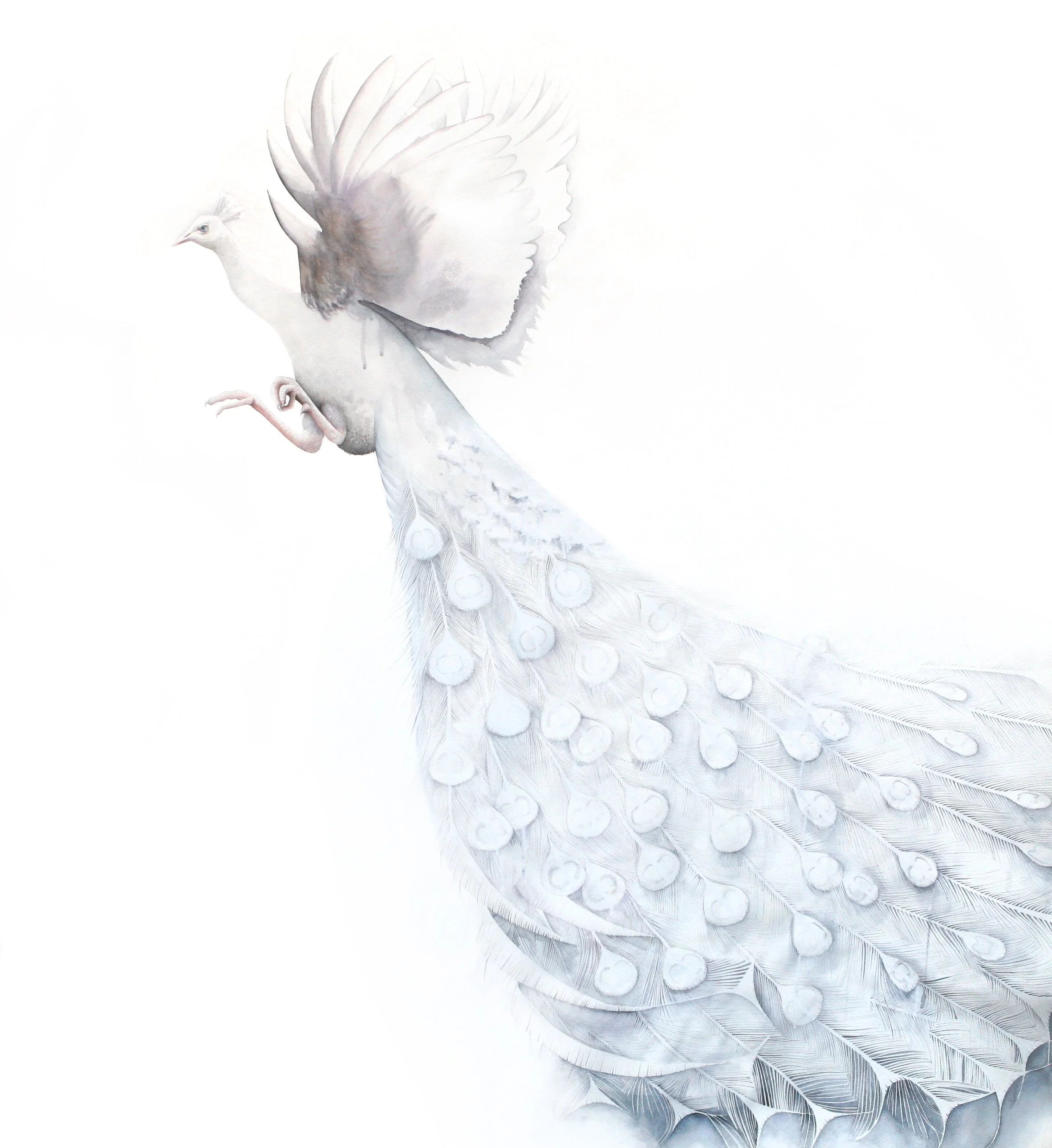 AlbinoPeacockLarge (1).jpg