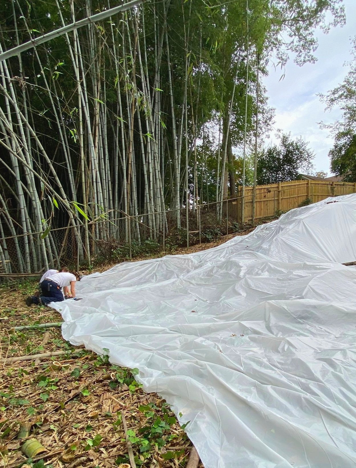  Giant bamboo control, solarizing bamboo roots. 