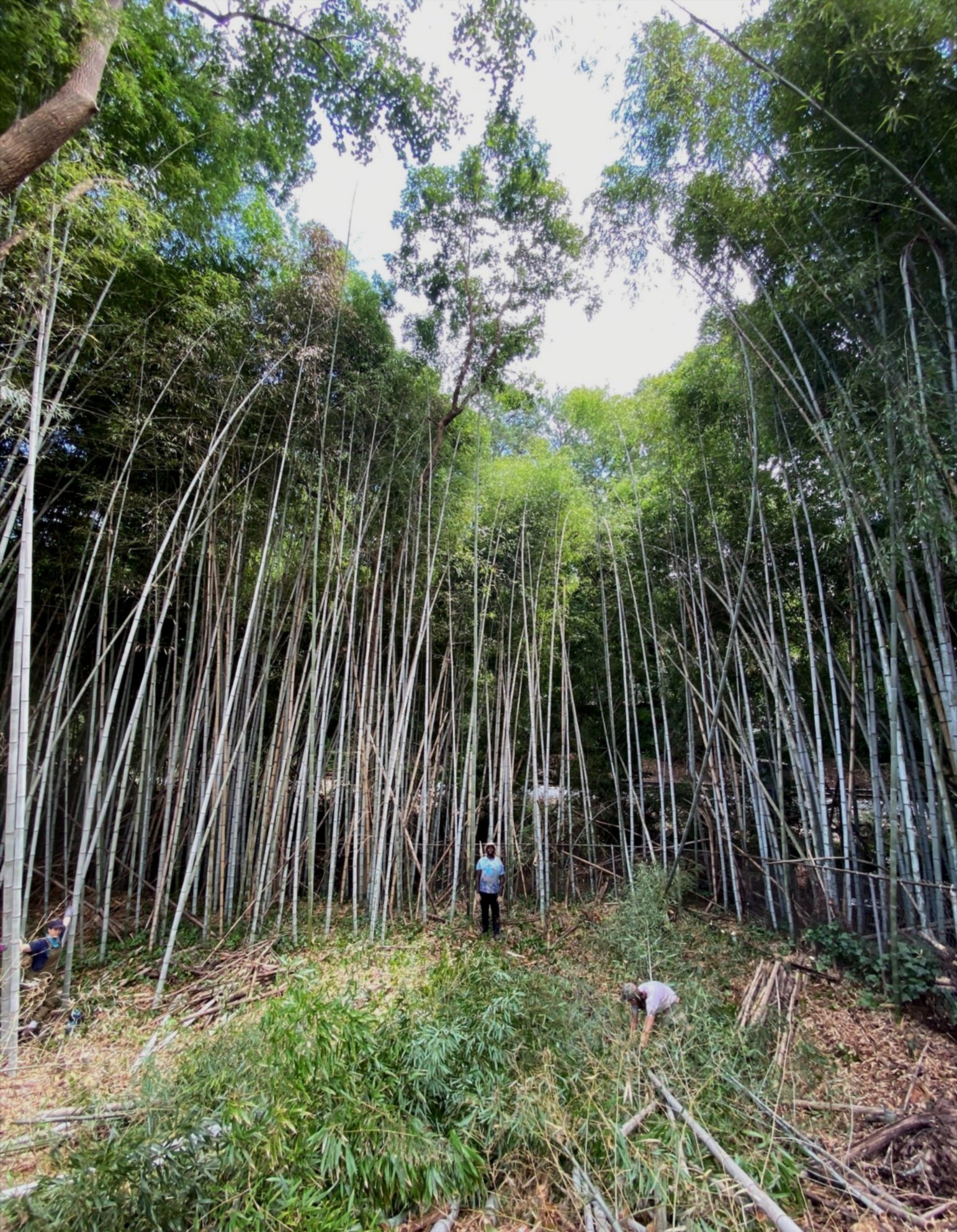  Giant bamboo control, processing and removing canes. 