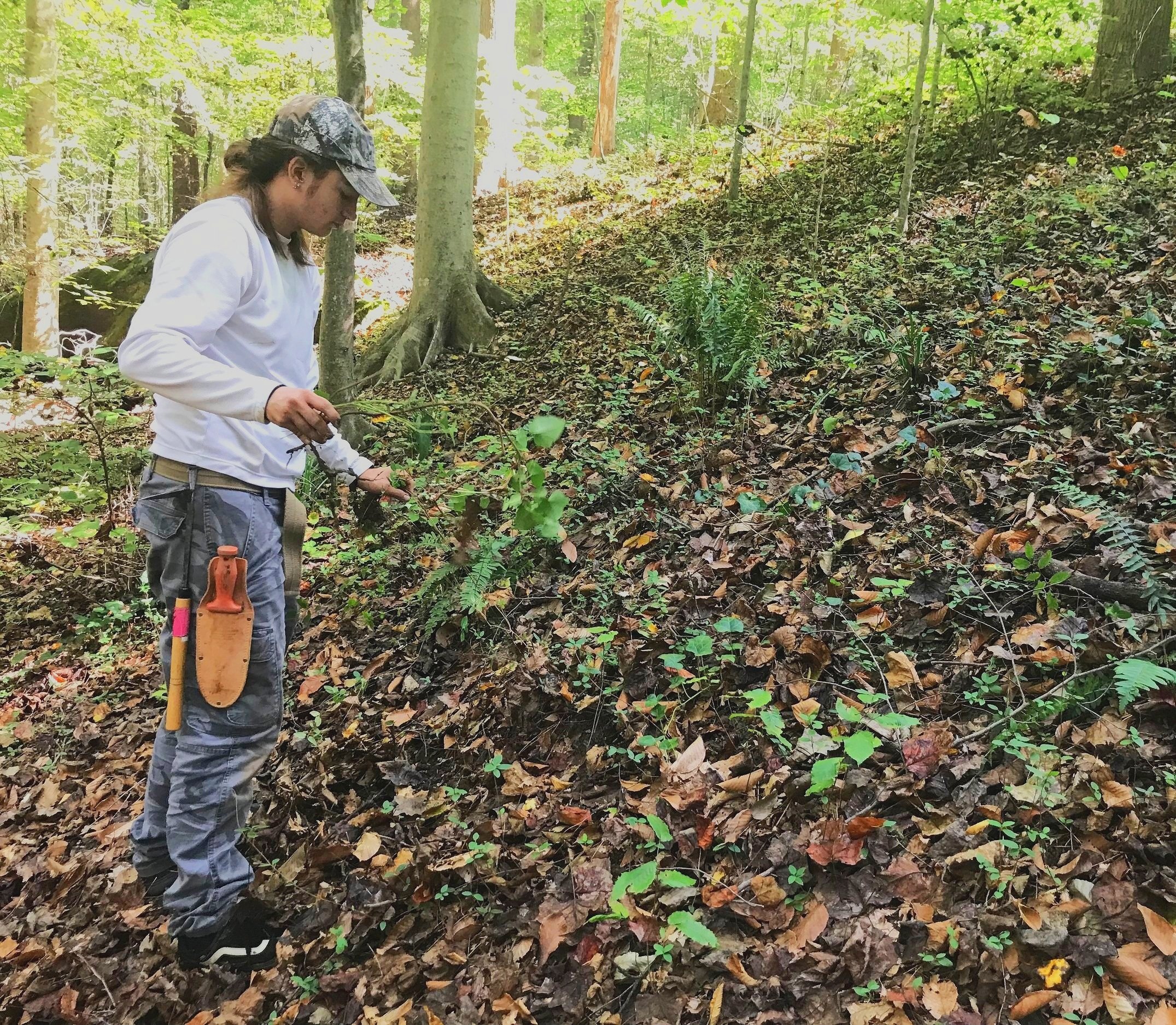  We are mindful to correctly identify invasive plants before removal as many native species can look similar, such in Fernbank where Japanese honeysuckle which can resemble climbing hydrengea or coralberry to the untrained eye. 