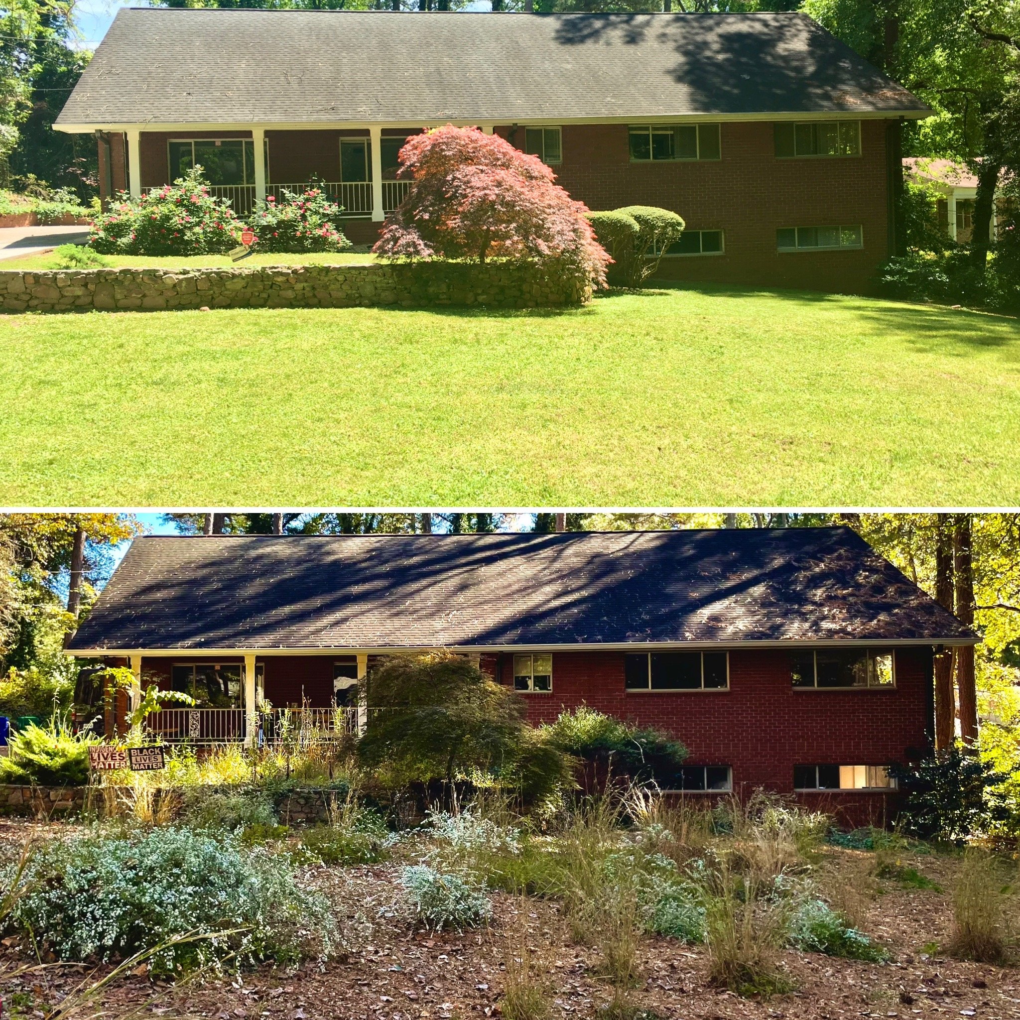  Native meadow conversion from lawn after ~3 years. 