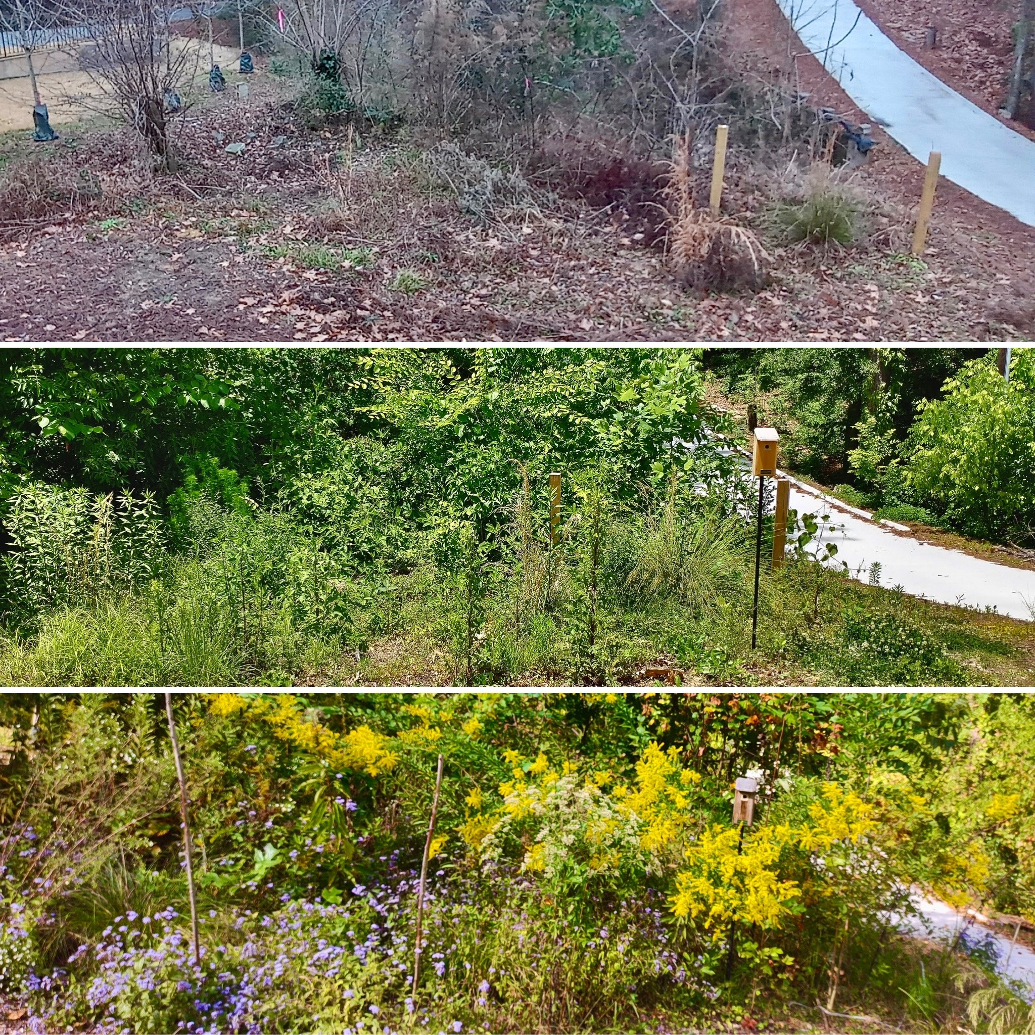  Transition between years can look messy, but is necessary to allow native plant communities to fill in the niches. 